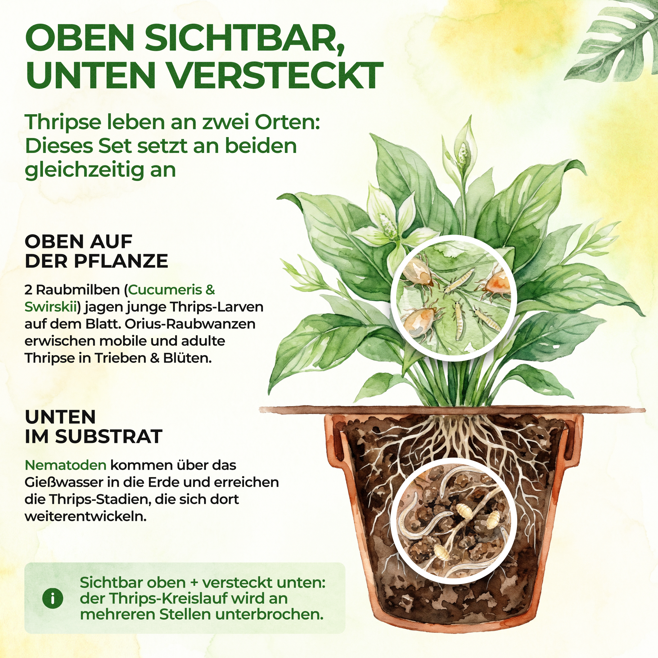 Thripse-Frei Bundle zur Soforthilfe