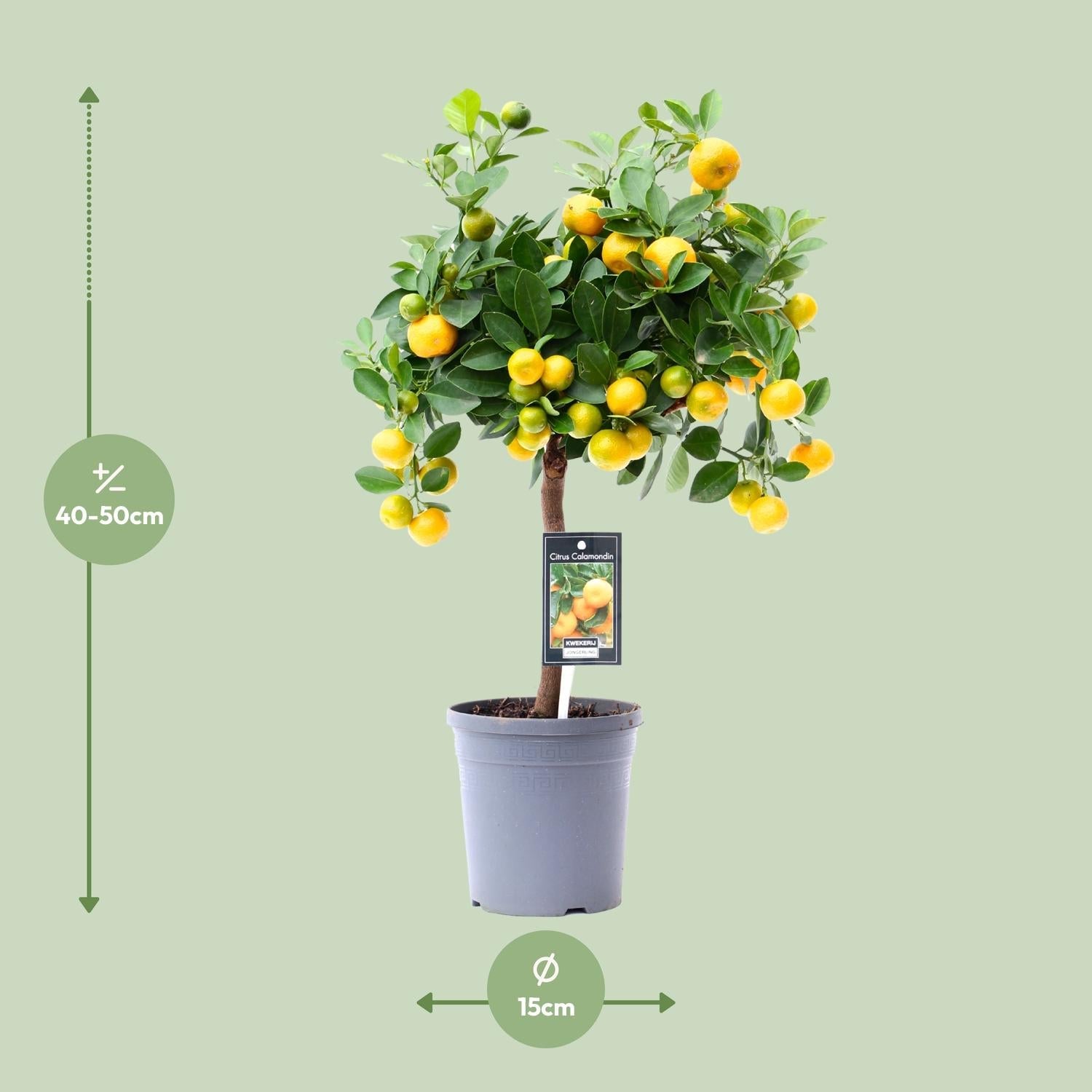 Calamondinorange (Citrus calamondin) – 40–80 cm - Green Guardia - Ihr Experte für Schädlinge und Pflanzen