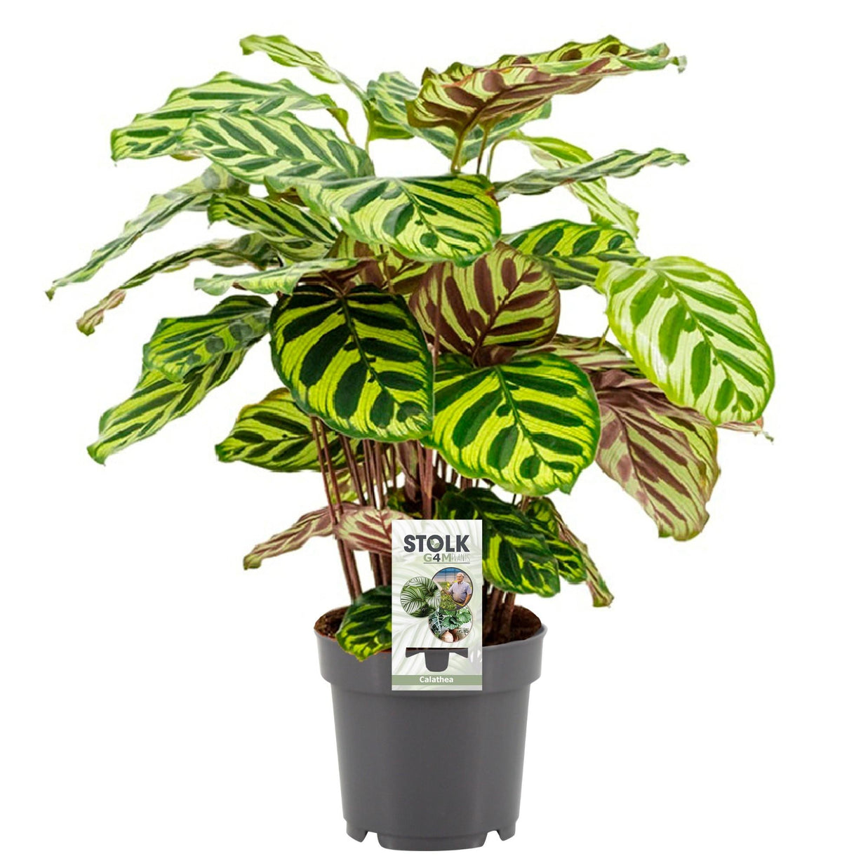 calathea milben Calathea makoyana – Korbmarante – 14 cm Topf, 45 cm hoch