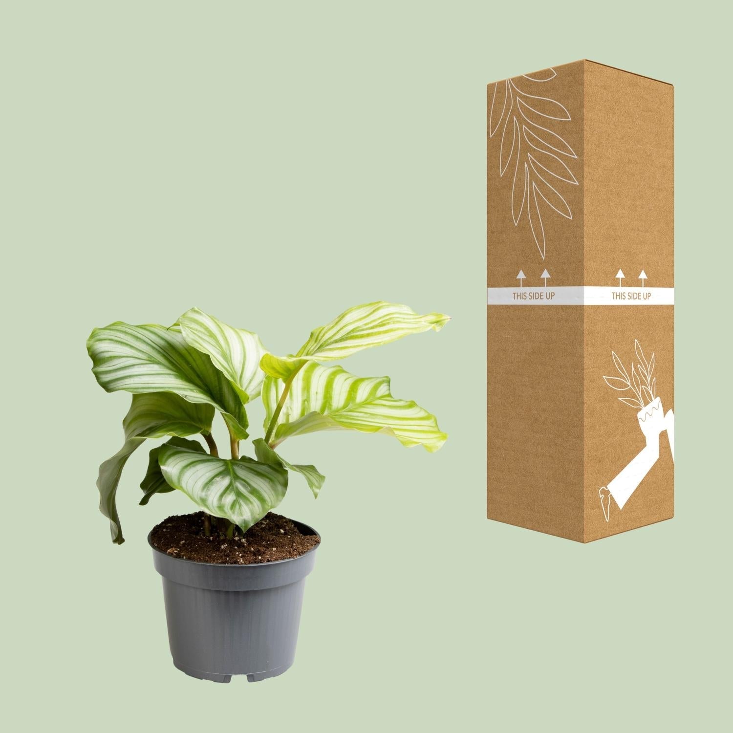 Calathea Orbifolia – Rundblatt - Korbmarante - 25 - 65cm - Green Guardia - Ihr Experte für Schädlinge und Pflanzen