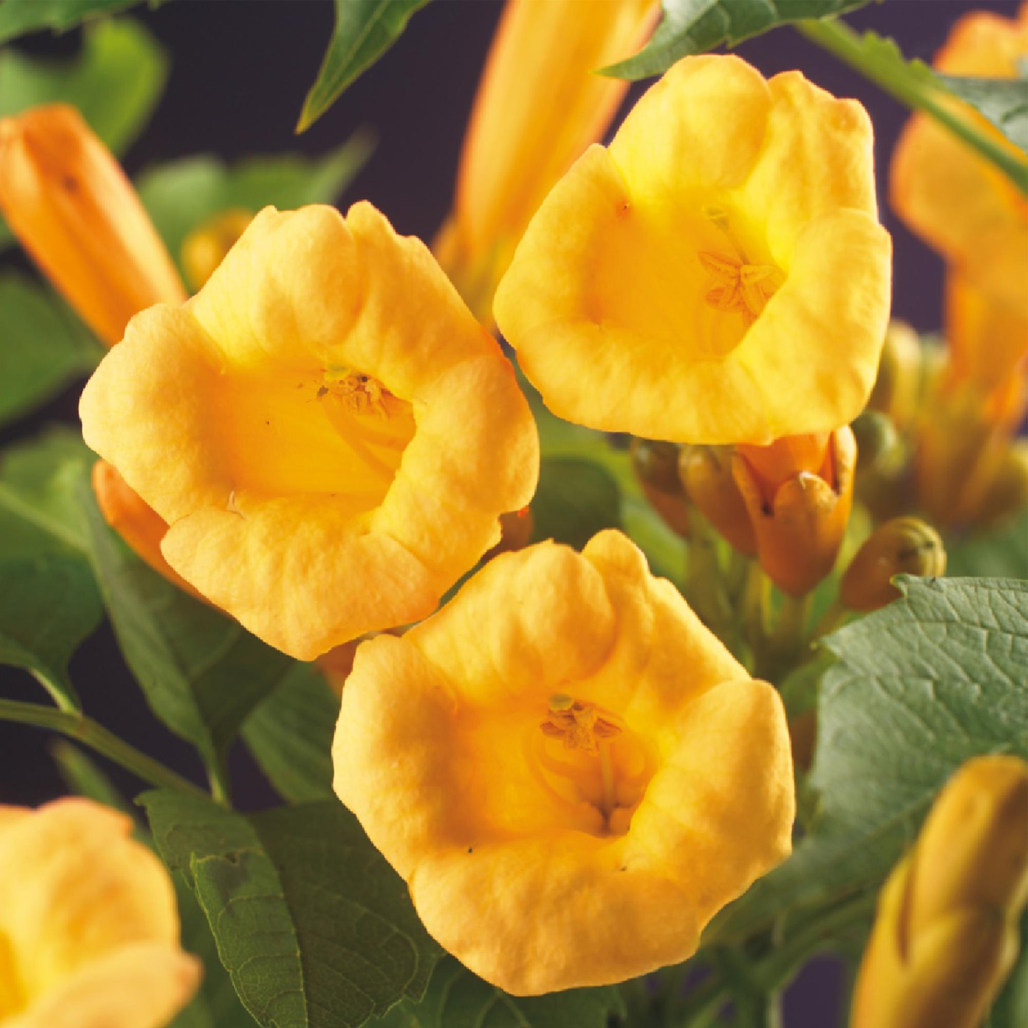 Campsis radicans ‘Flava’ – gelb blühende Trompetenblume, 2 Stück, 11 - cm Topf, 40 cm Höhe - Green Guardia - Ihr Experte für Schädlinge und Pflanzen