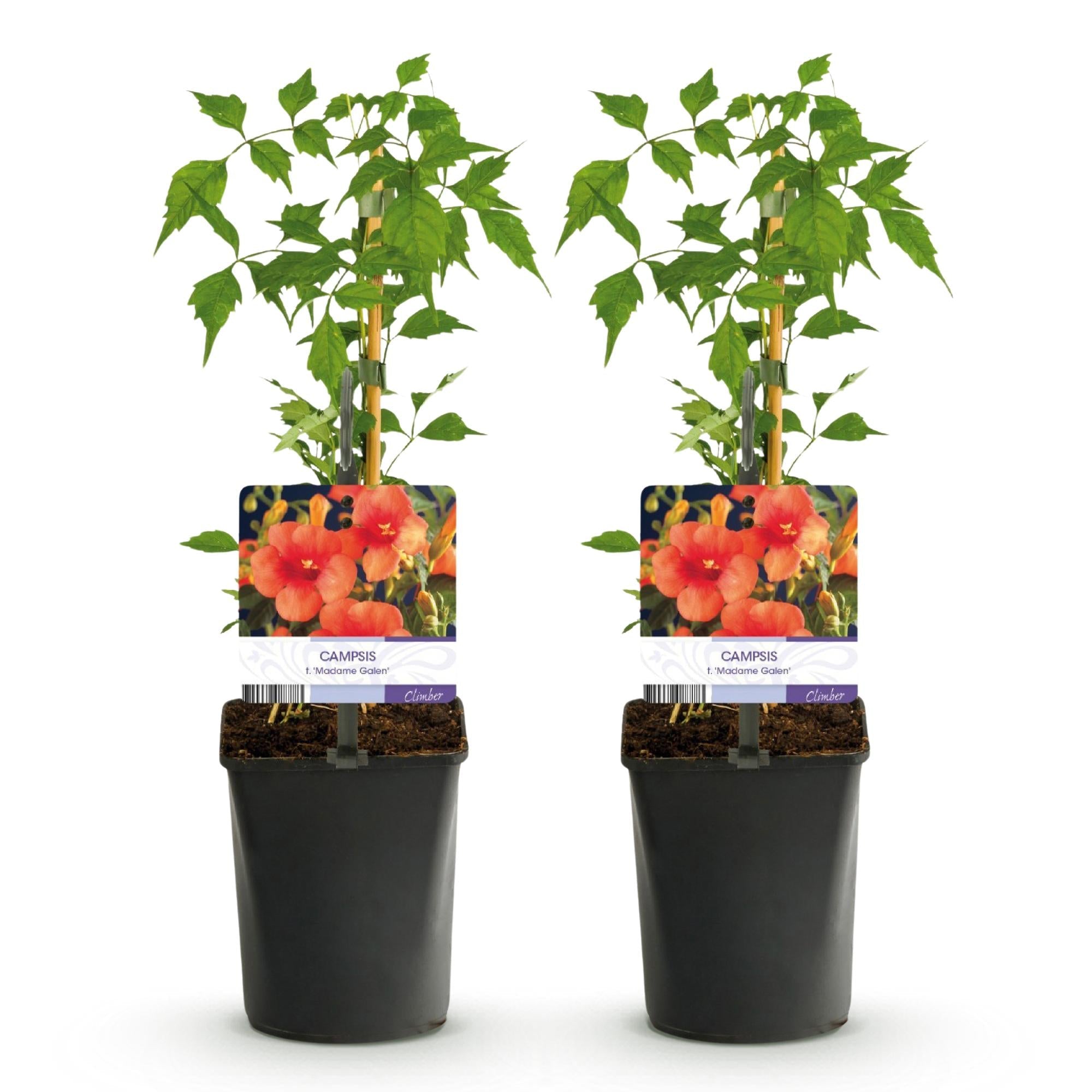 Campsis radicans ‘Madame Galen’ – Trompetenblume, orange blühend, 2 Pflanzen, 11 cm Topf, 40 cm Höhe - Green Guardia - Ihr Experte für Schädlinge und Pflanzen