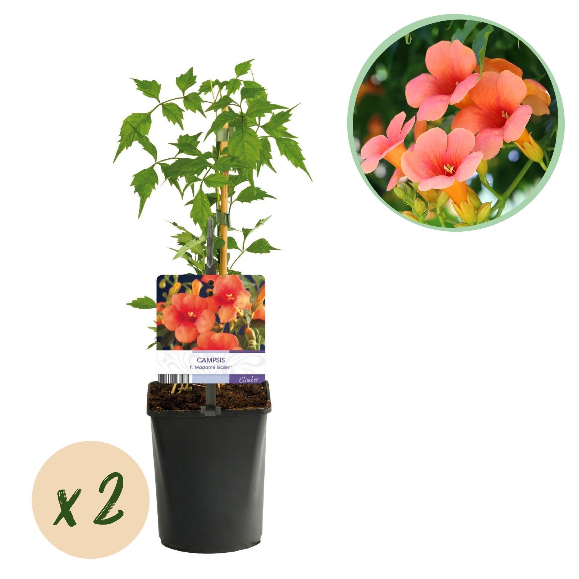 Campsis radicans ‘Madame Galen’ – Trompetenblume, orange blühend, 2 Pflanzen, 11 cm Topf, 40 cm Höhe - Green Guardia - Ihr Experte für Schädlinge und Pflanzen