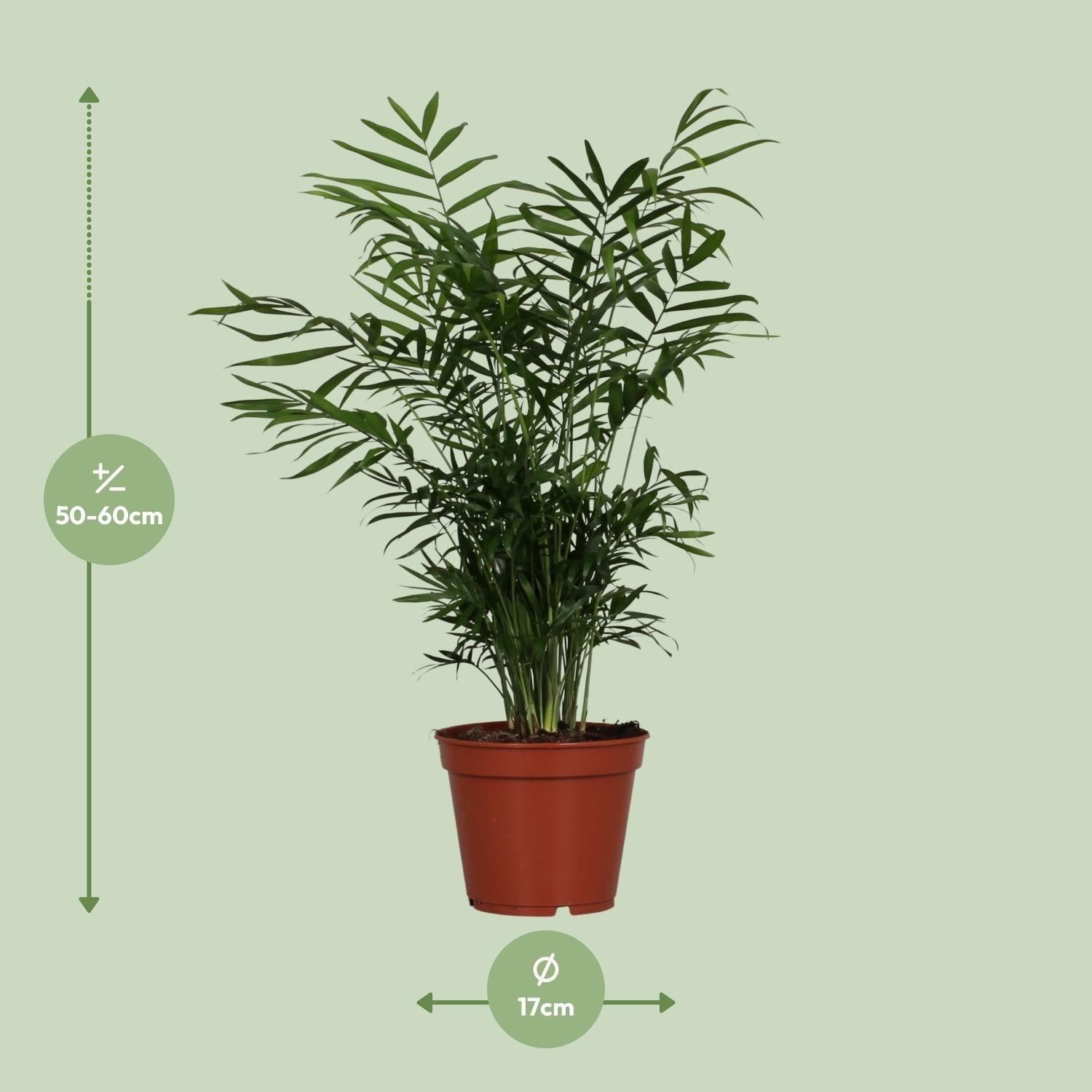 Chamaedorea Elegans – Bergpalme - 40 - 55 cm - Green Guardia - Ihr Experte für Schädlinge und Pflanzen