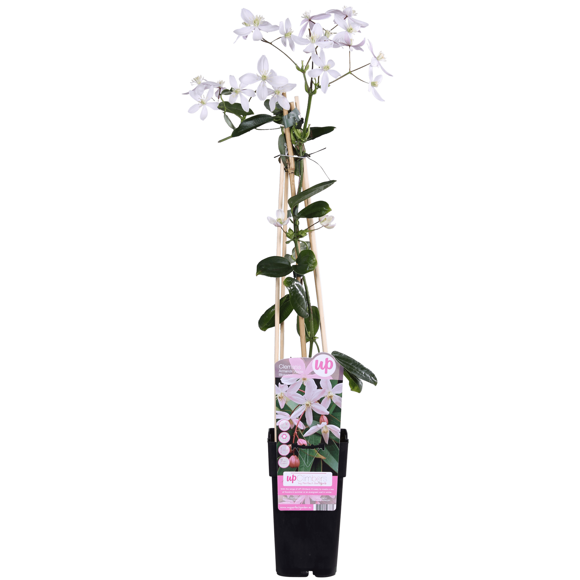 Clematis armandii ‘Apple Blossom’ – immergrüne, hellrosa Kletterpflanze, Topf 15 cm, Höhe 65 cm - Green Guardia - Ihr Experte für Schädlinge und Pflanzen