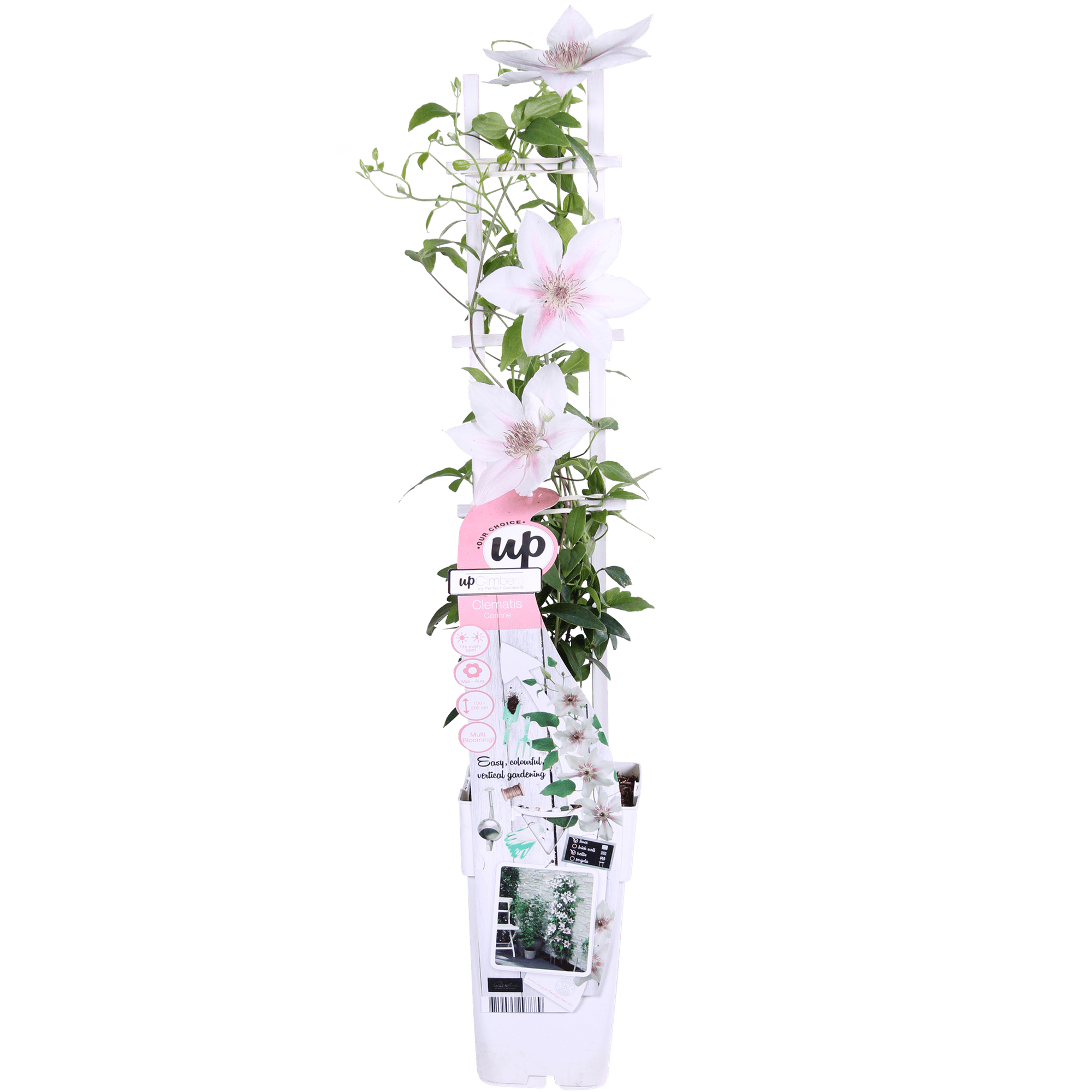 Clematis ‘Corinne’ – kompakte, weiß blühende Kletterpflanze, Ø15 cm, ↕65 cm - Green Guardia - Ihr Experte für Schädlinge und Pflanzen