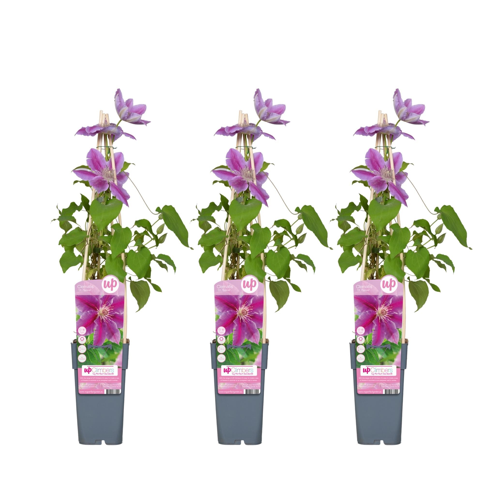 Clematis ‘Dr. Ruppel’ – sommerblühende Kletterpflanze, 15 cm Topf, 65 cm hoch - Green Guardia - Ihr Experte für Schädlinge und Pflanzen