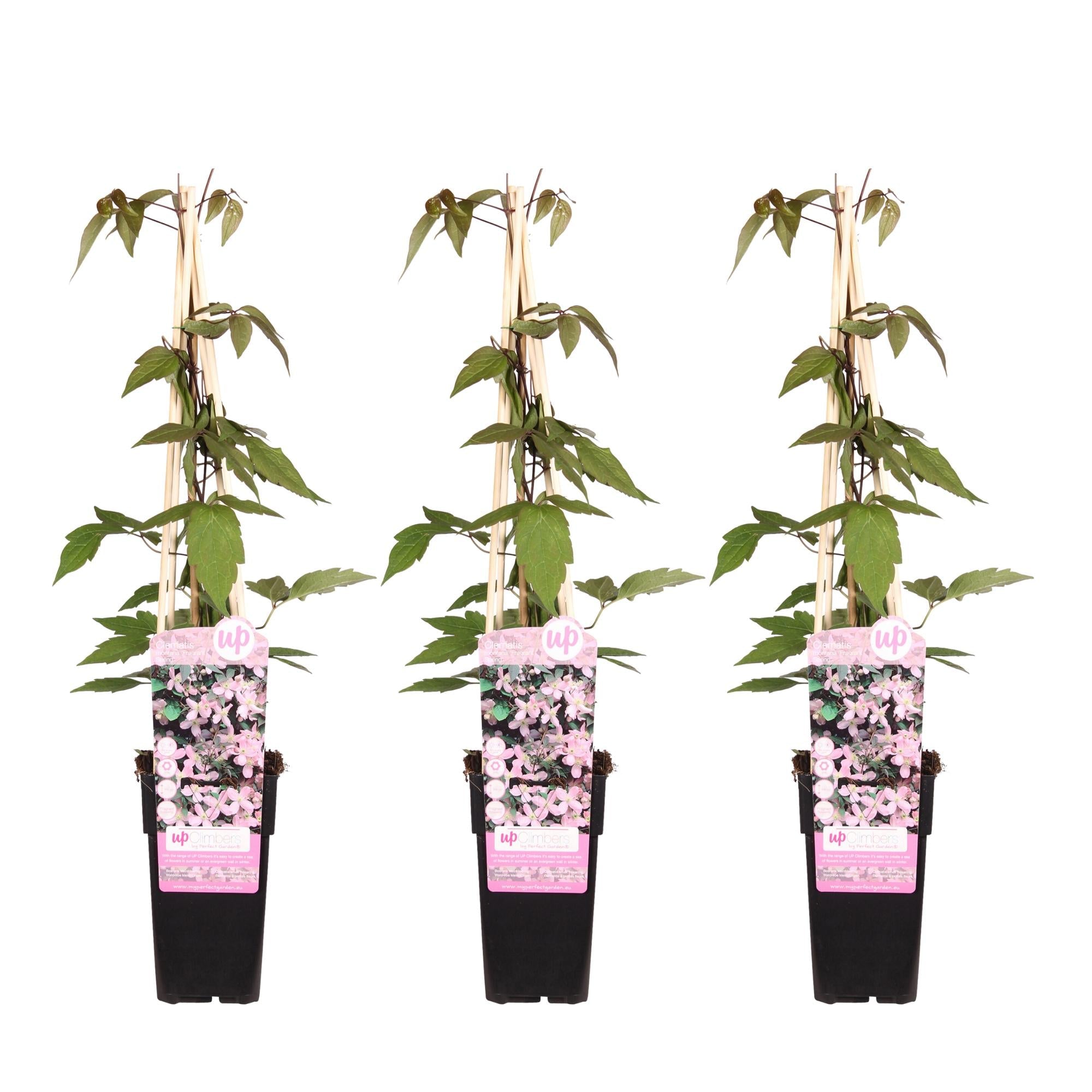 Clematis ‘Fragrant Spring’ (Clematis montana) – hellrosa Blüten, 15 cm Topf, 65 cm Höhe - Green Guardia - Ihr Experte für Schädlinge und Pflanzen