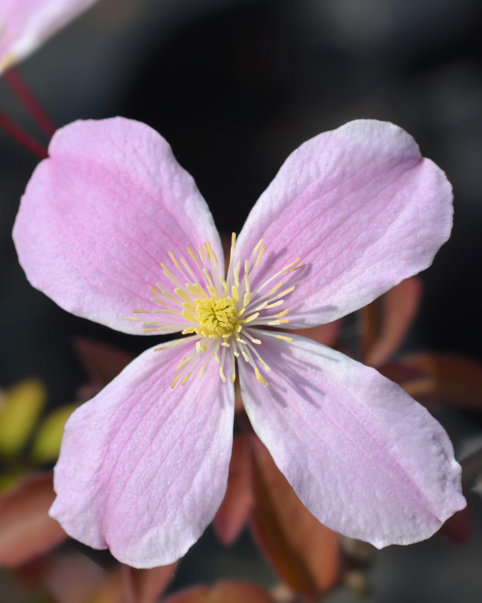 Clematis ‘Fragrant Spring’ (Clematis montana) – hellrosa Blüten, 15 cm Topf, 65 cm Höhe - Green Guardia - Ihr Experte für Schädlinge und Pflanzen