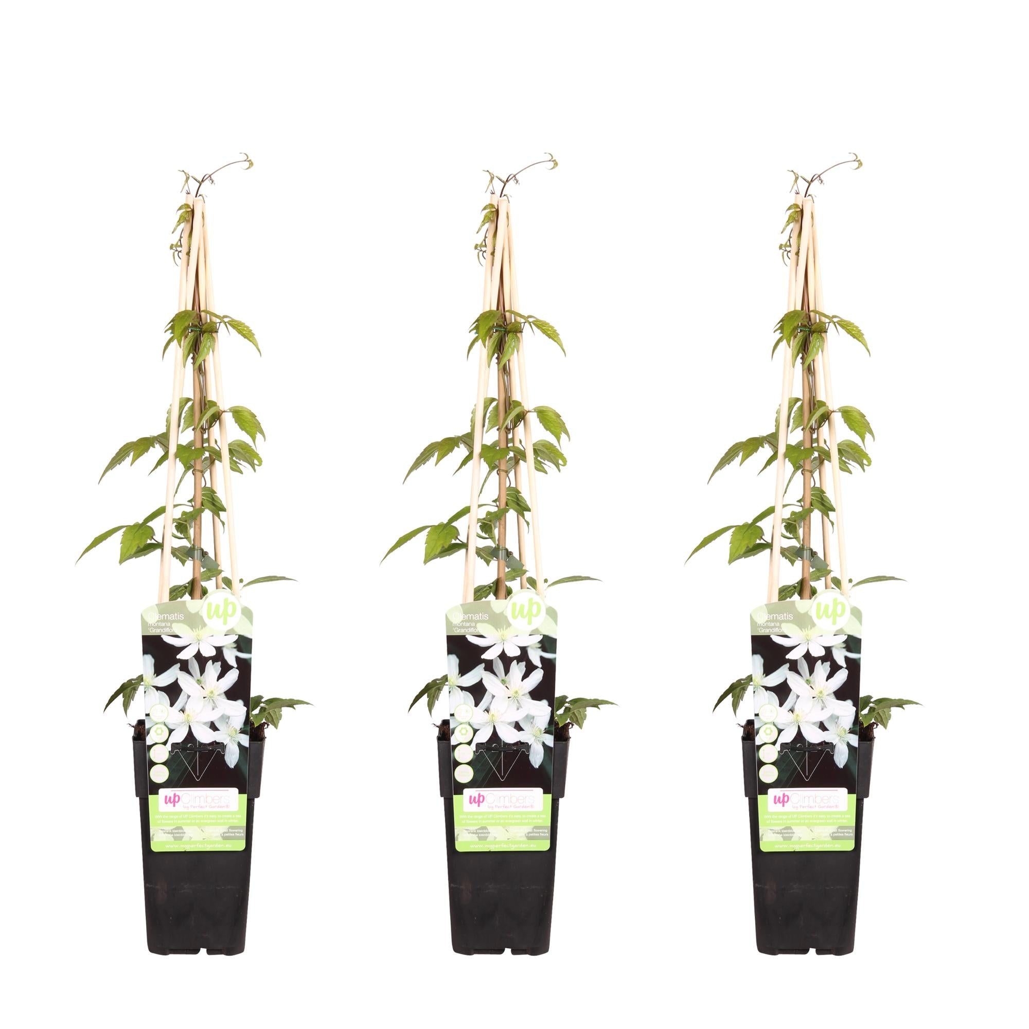 Clematis ‘Grandiflora’ – kräftige Kletterpflanze mit weißen Blüten, 15 cm Topf, 65 cm hoch - Green Guardia - Ihr Experte für Schädlinge und Pflanzen