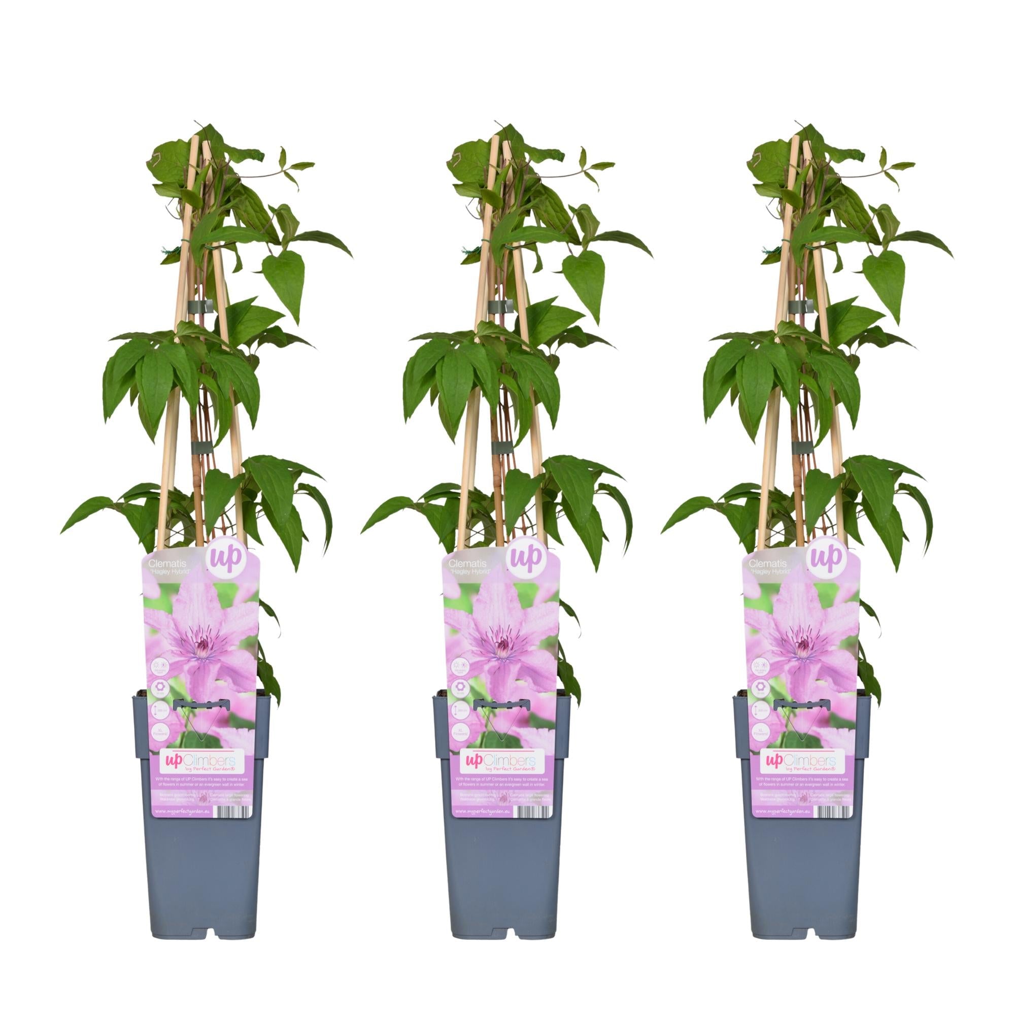 Clematis ‘Hagley Hybrid’ – großblütige Clematis in Rosa, 15 cm Topf, 65 cm hoch - Green Guardia - Ihr Experte für Schädlinge und Pflanzen