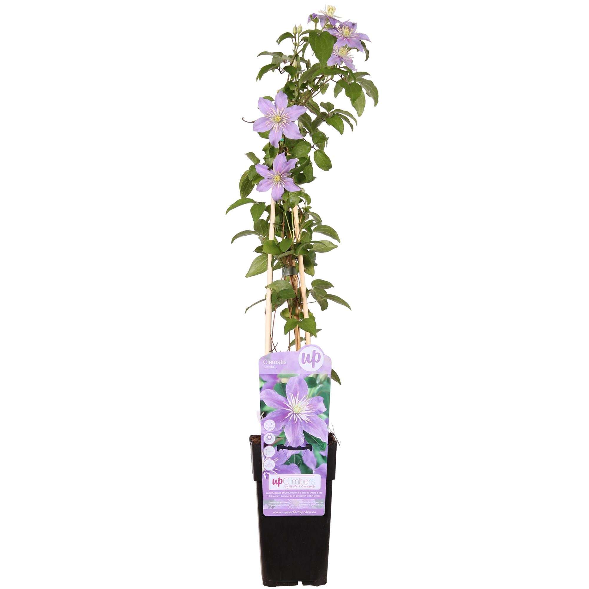 Clematis ‘Justa’ – zartviolette Blüten, 15 cm Topf, 65 cm Höhe - Green Guardia - Ihr Experte für Schädlinge und Pflanzen