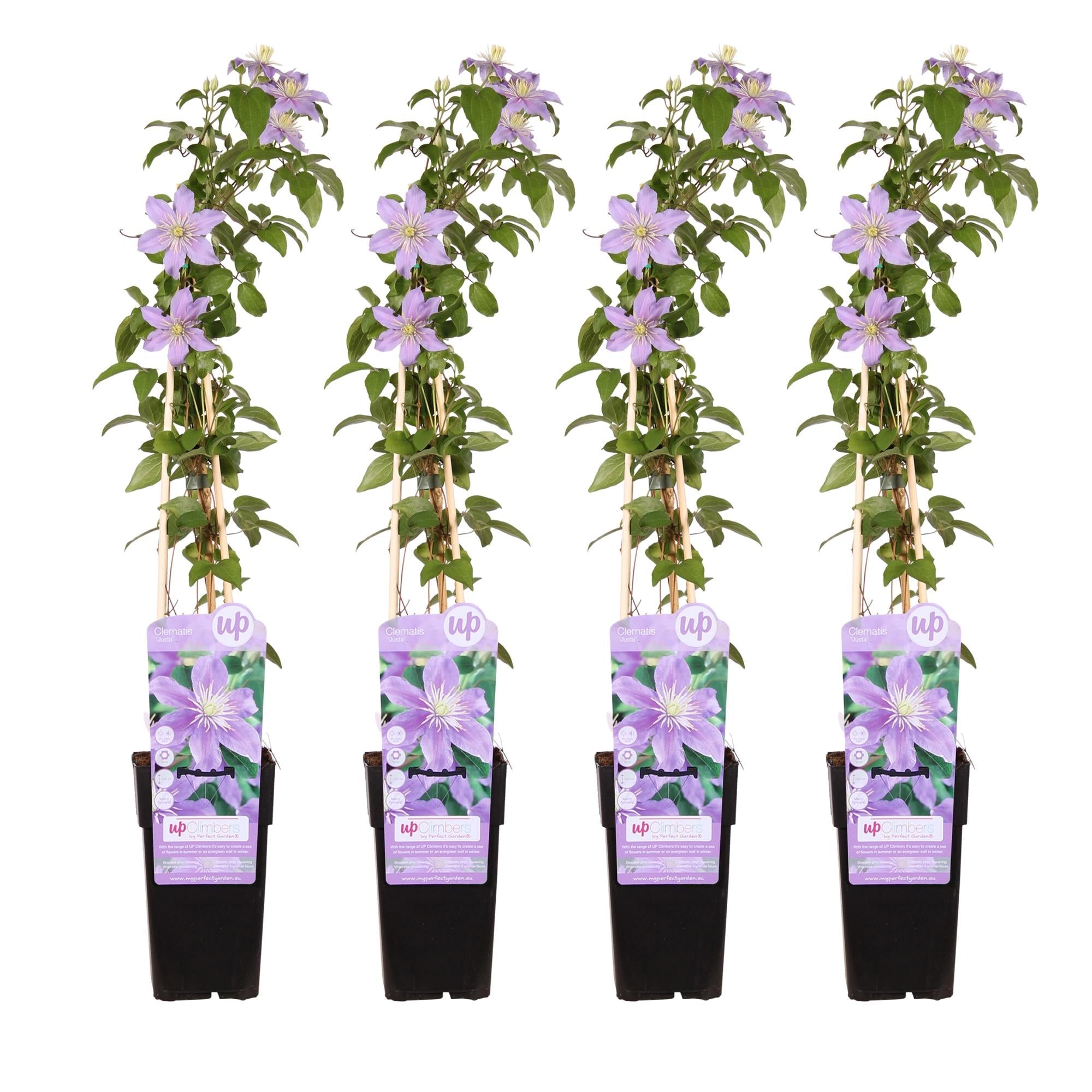 Clematis ‘Justa’ – zartviolette Blüten, 15 cm Topf, 65 cm Höhe - Green Guardia - Ihr Experte für Schädlinge und Pflanzen