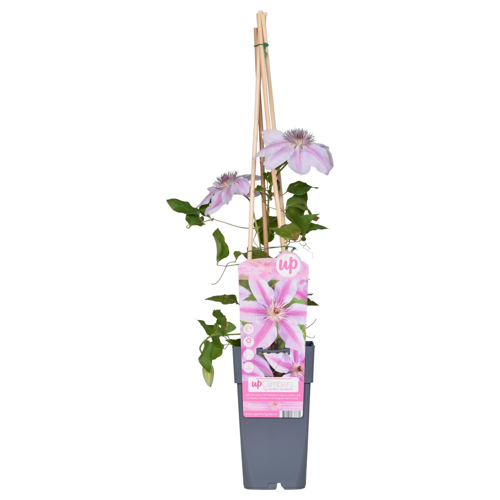 Clematis ‘Nelly Moser’ – hellrosa Kletterpflanze, 15 cm Topf, 65 cm hoch - Green Guardia - Ihr Experte für Schädlinge und Pflanzen
