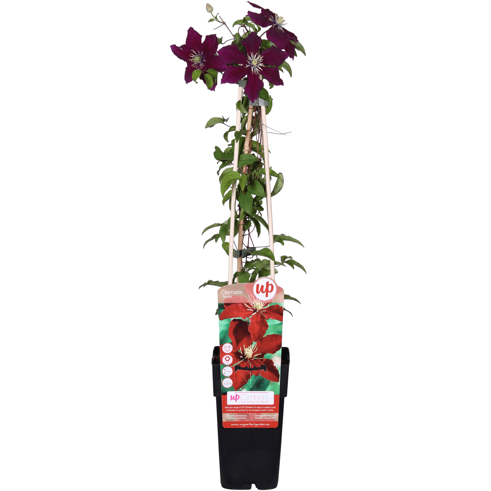 Clematis ‘Niobe’ – großblütige, sommerblühende Sorte, 15 cm Topf, 65 cm Höhe - Green Guardia - Ihr Experte für Schädlinge und Pflanzen