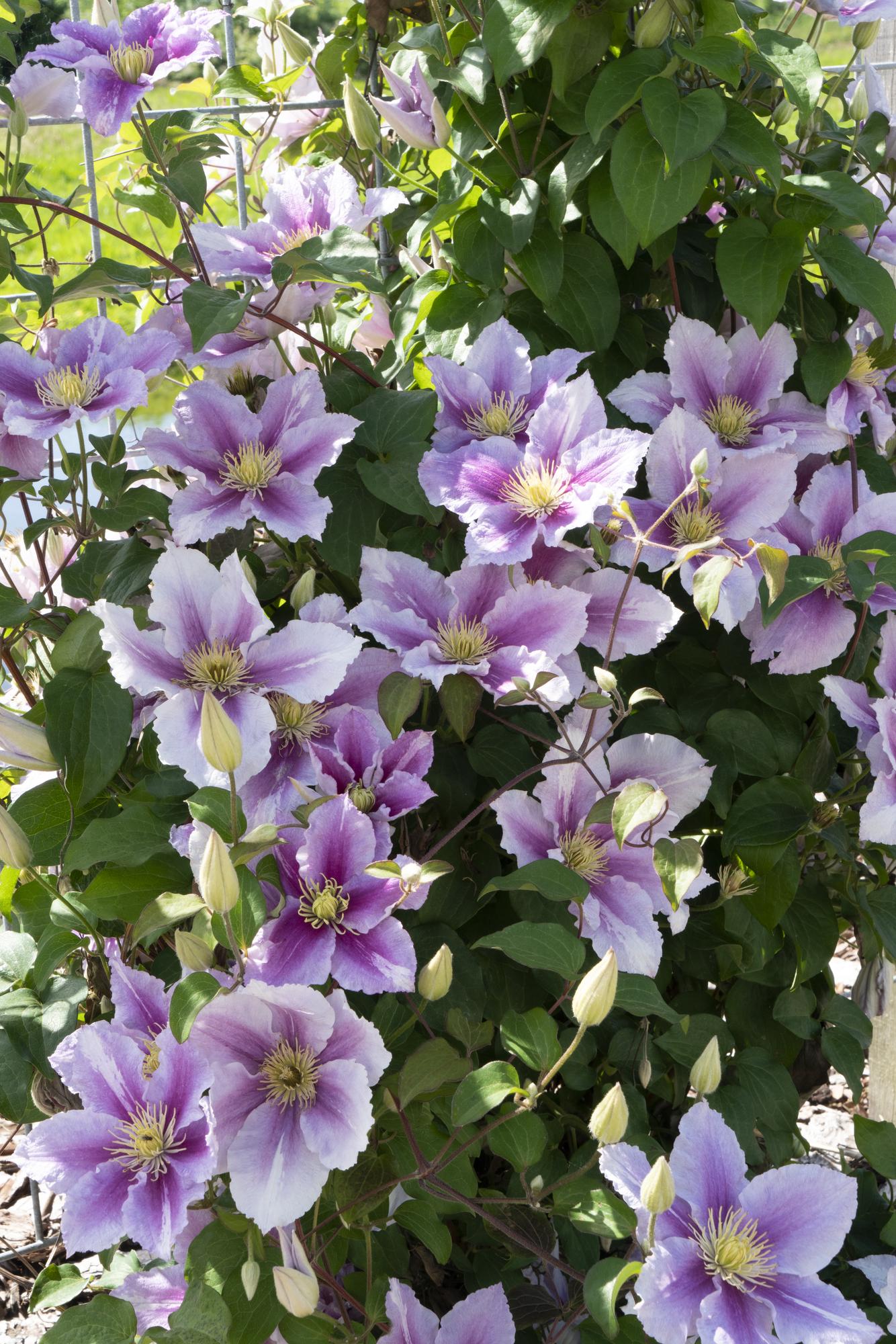 Clematis ‘Piilu’ – reichblühende Kletterpflanze mit rosa Blüten, 15 cm Topf, 65 cm - Green Guardia - Ihr Experte für Schädlinge und Pflanzen