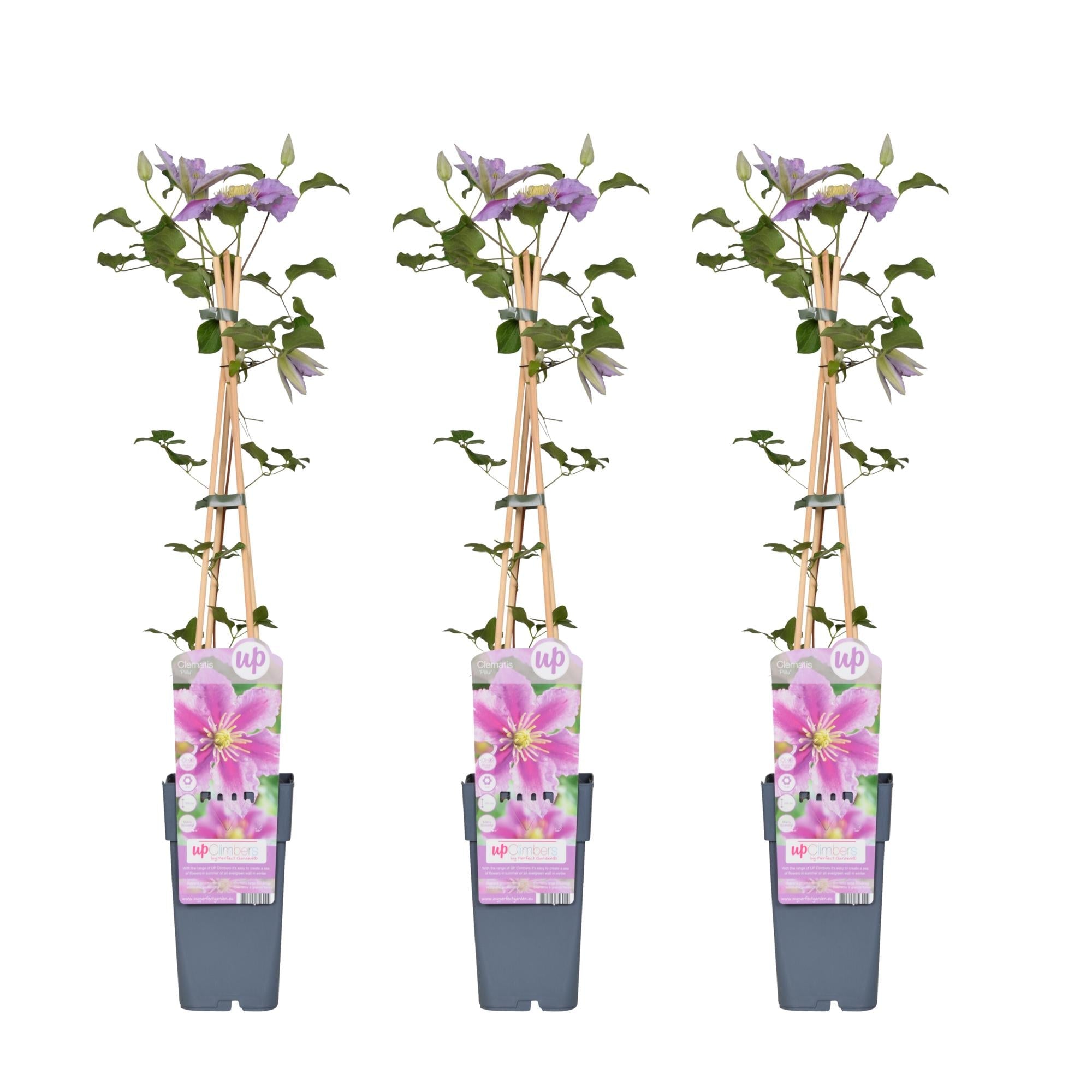 Clematis ‘Piilu’ – reichblühende Kletterpflanze mit rosa Blüten, 15 cm Topf, 65 cm - Green Guardia - Ihr Experte für Schädlinge und Pflanzen