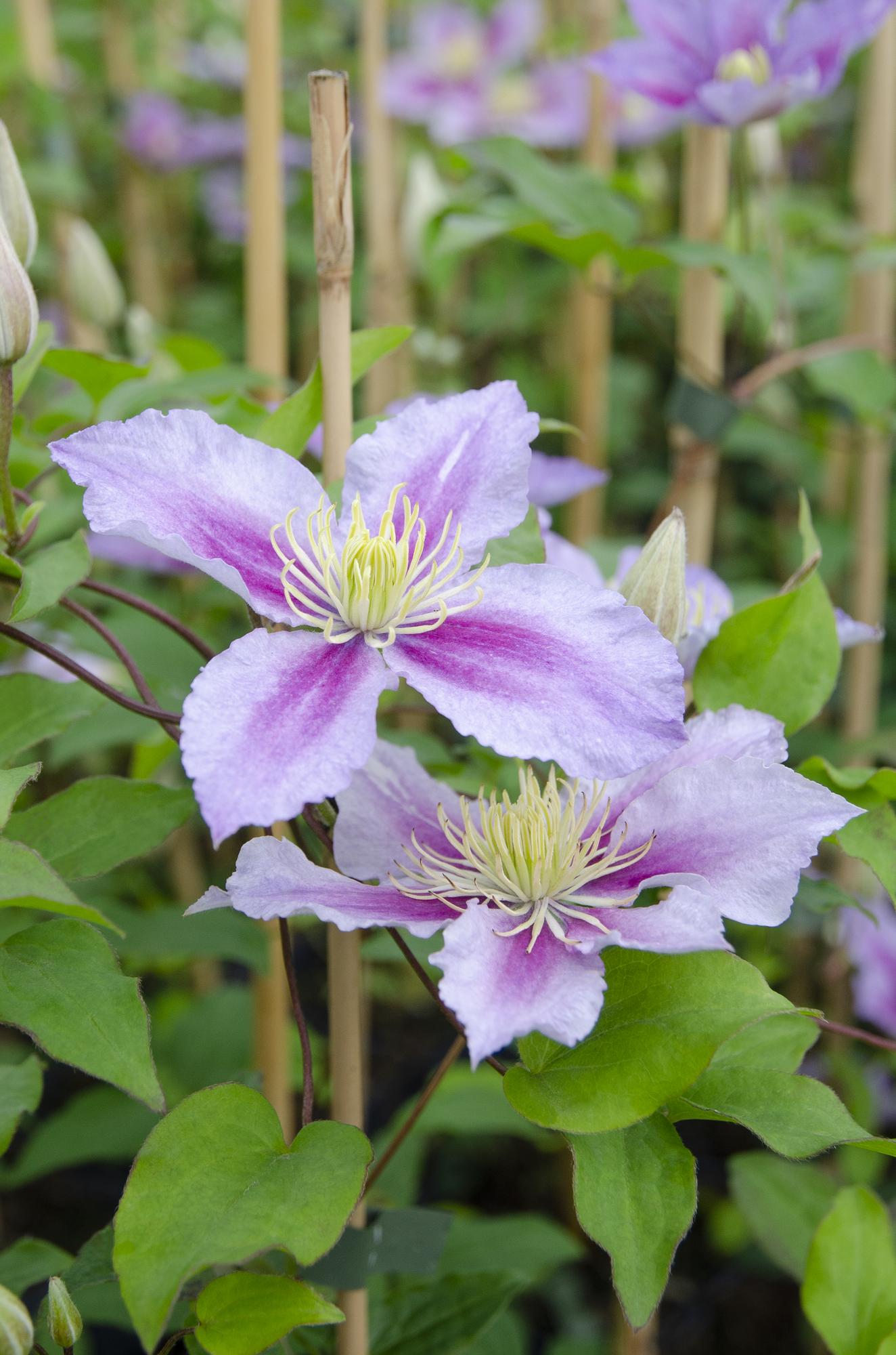 Clematis ‘Piilu’ – reichblühende Kletterpflanze mit rosa Blüten, 15 cm Topf, 65 cm - Green Guardia - Ihr Experte für Schädlinge und Pflanzen
