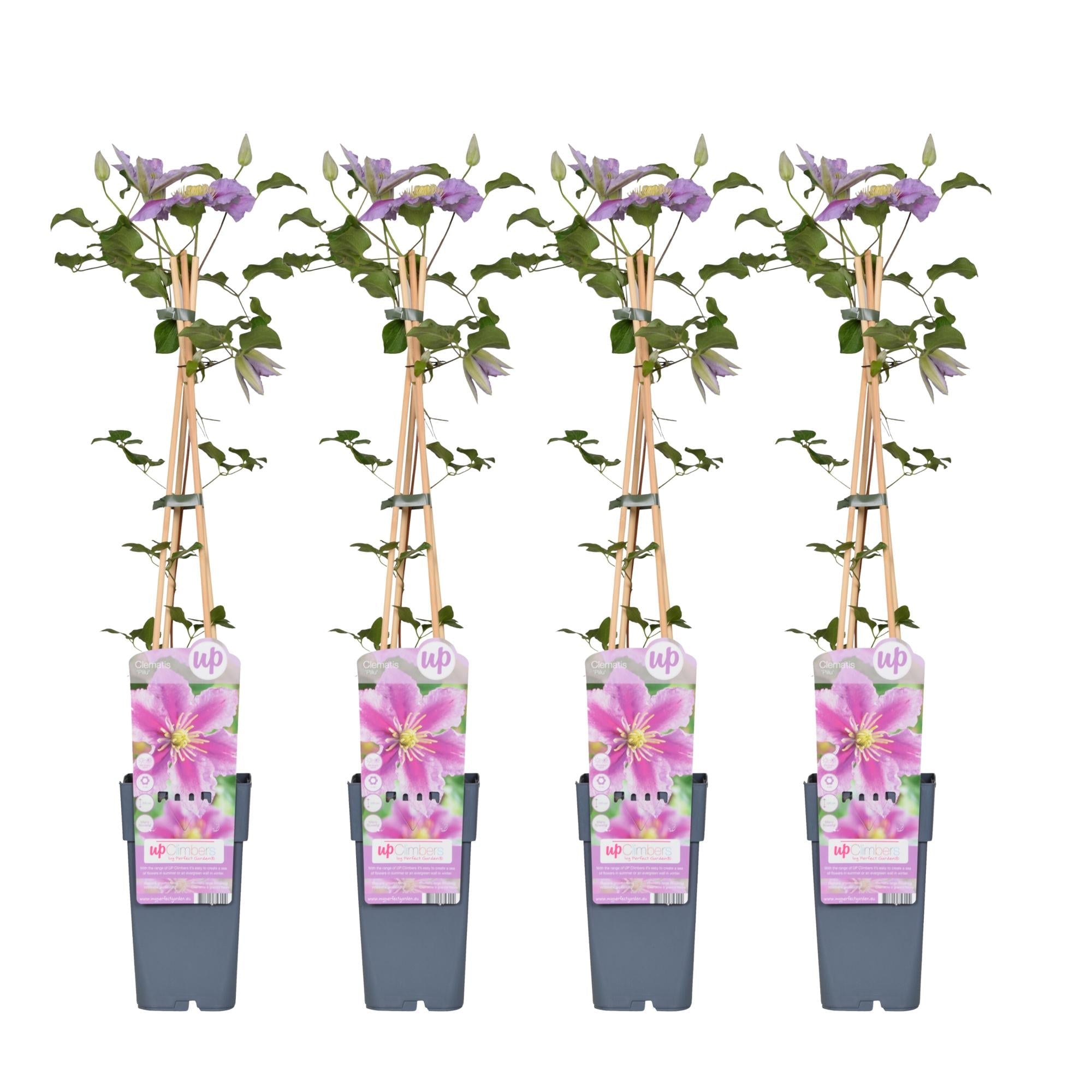 Clematis ‘Piilu’ – reichblühende Kletterpflanze mit rosa Blüten, 15 cm Topf, 65 cm - Green Guardia - Ihr Experte für Schädlinge und Pflanzen