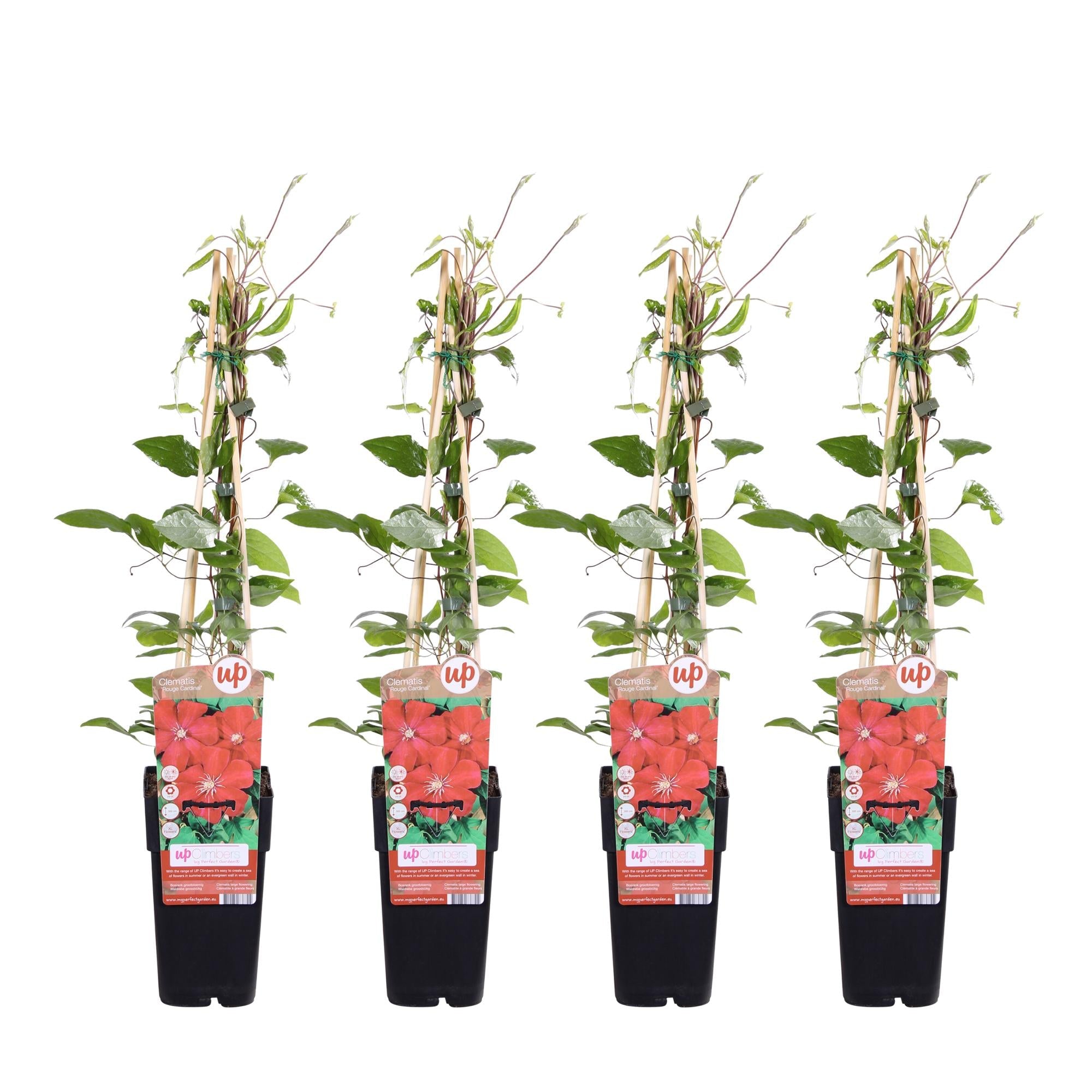 Clematis ‘Rouge Cardinal’ – kräftig rot blühende Kletterpflanze, 15 cm Topf, 65 cm Höhe - Green Guardia - Ihr Experte für Schädlinge und Pflanzen