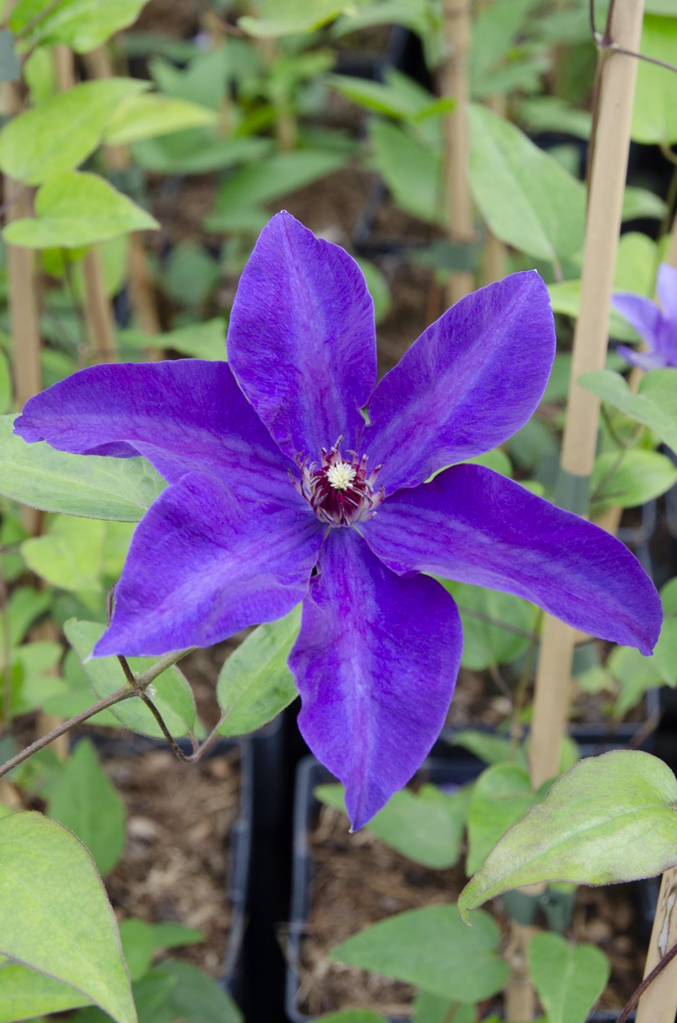 Clematis ‘The President’ – robuste, lila blühende Clematis, 15 cm Topf, 65 cm hoch - Green Guardia - Ihr Experte für Schädlinge und Pflanzen