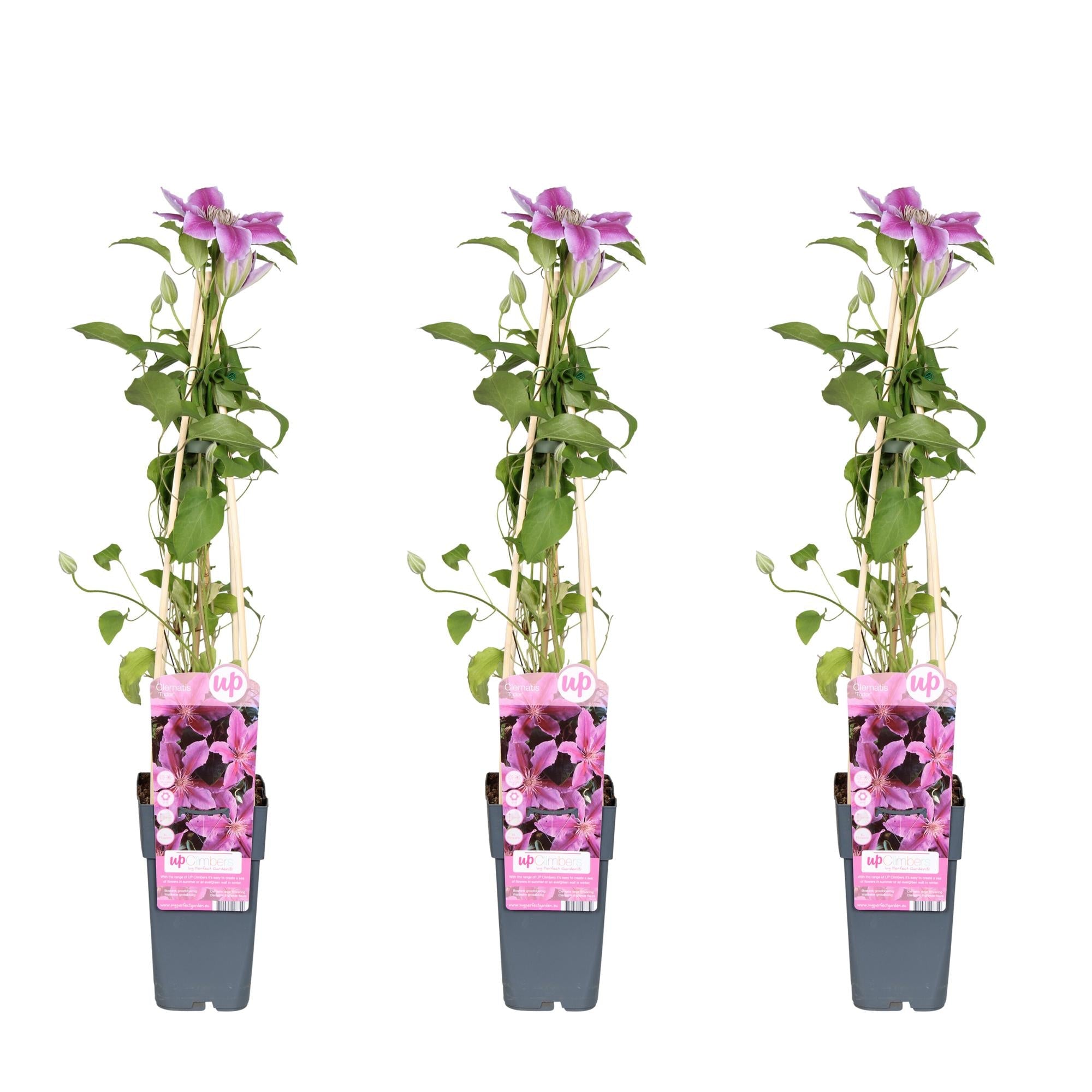 Clematis ‘Tudor’ – reichblühende Sorte, 15 cm Topf, 65 cm hoch - Green Guardia - Ihr Experte für Schädlinge und Pflanzen
