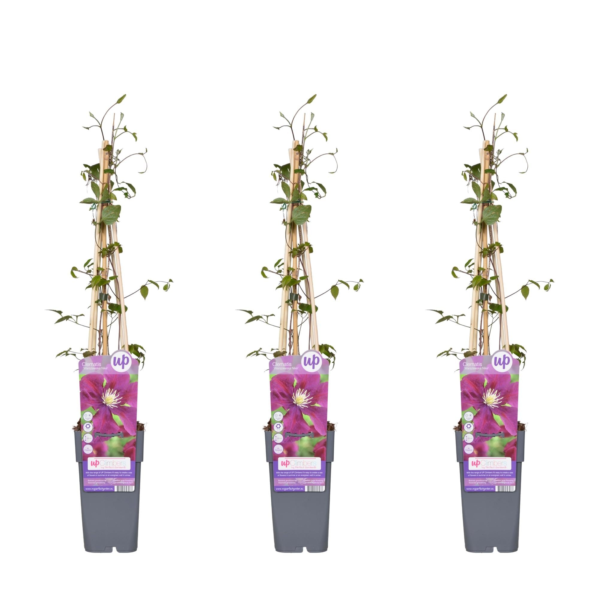 Clematis ‘Warszawska Nike’ – tiefviolette Blüten, 15 cm Topf, 65 cm Höhe - Green Guardia - Ihr Experte für Schädlinge und Pflanzen