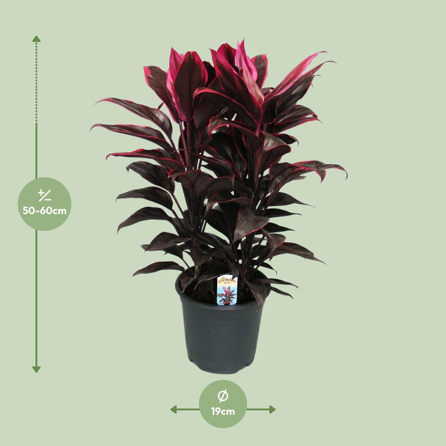 Cordyline Mambo - Ø19cm - ↕55cm - Green Guardia - Ihr Experte für Schädlinge und Pflanzen