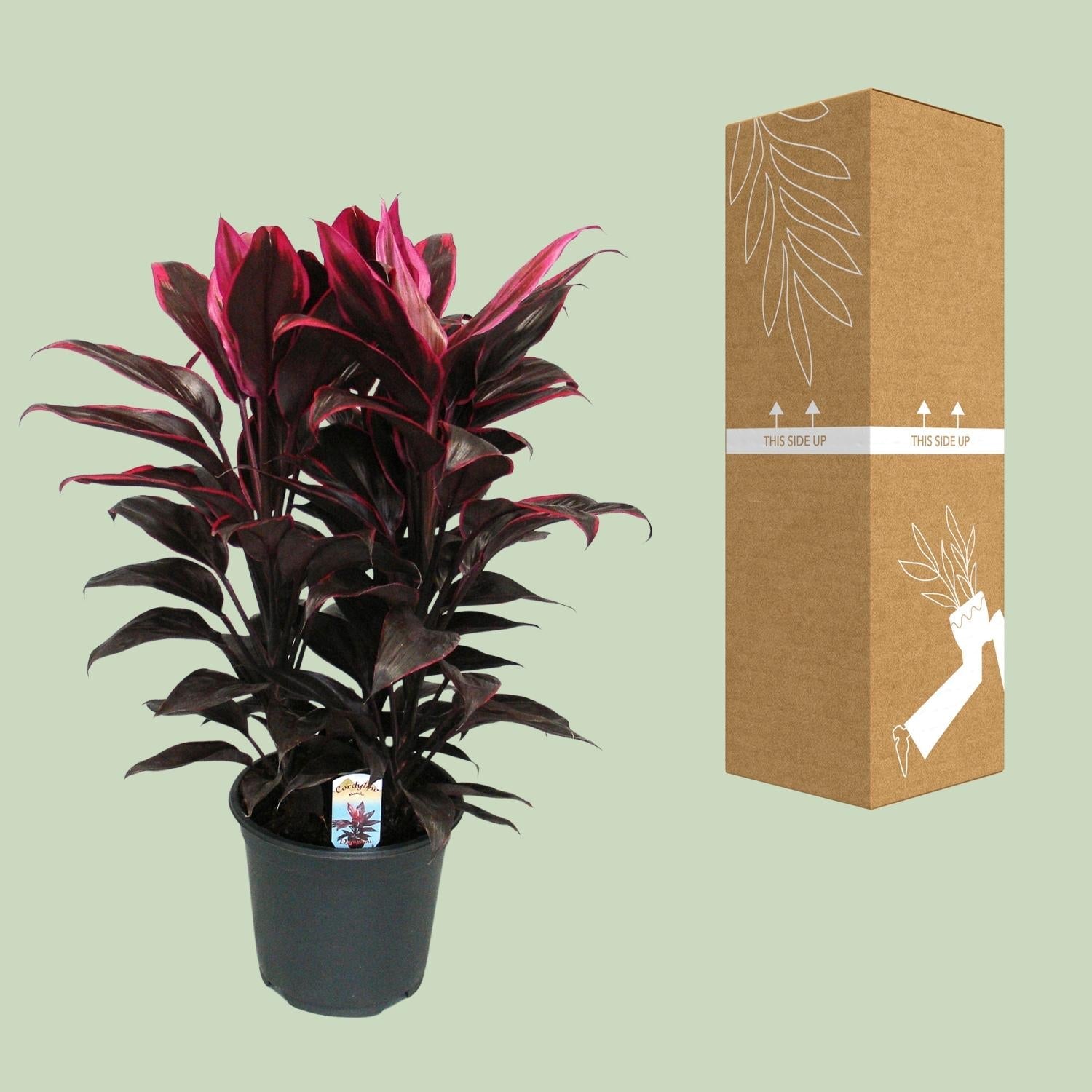 Cordyline Mambo - Ø19cm - ↕55cm - Green Guardia - Ihr Experte für Schädlinge und Pflanzen