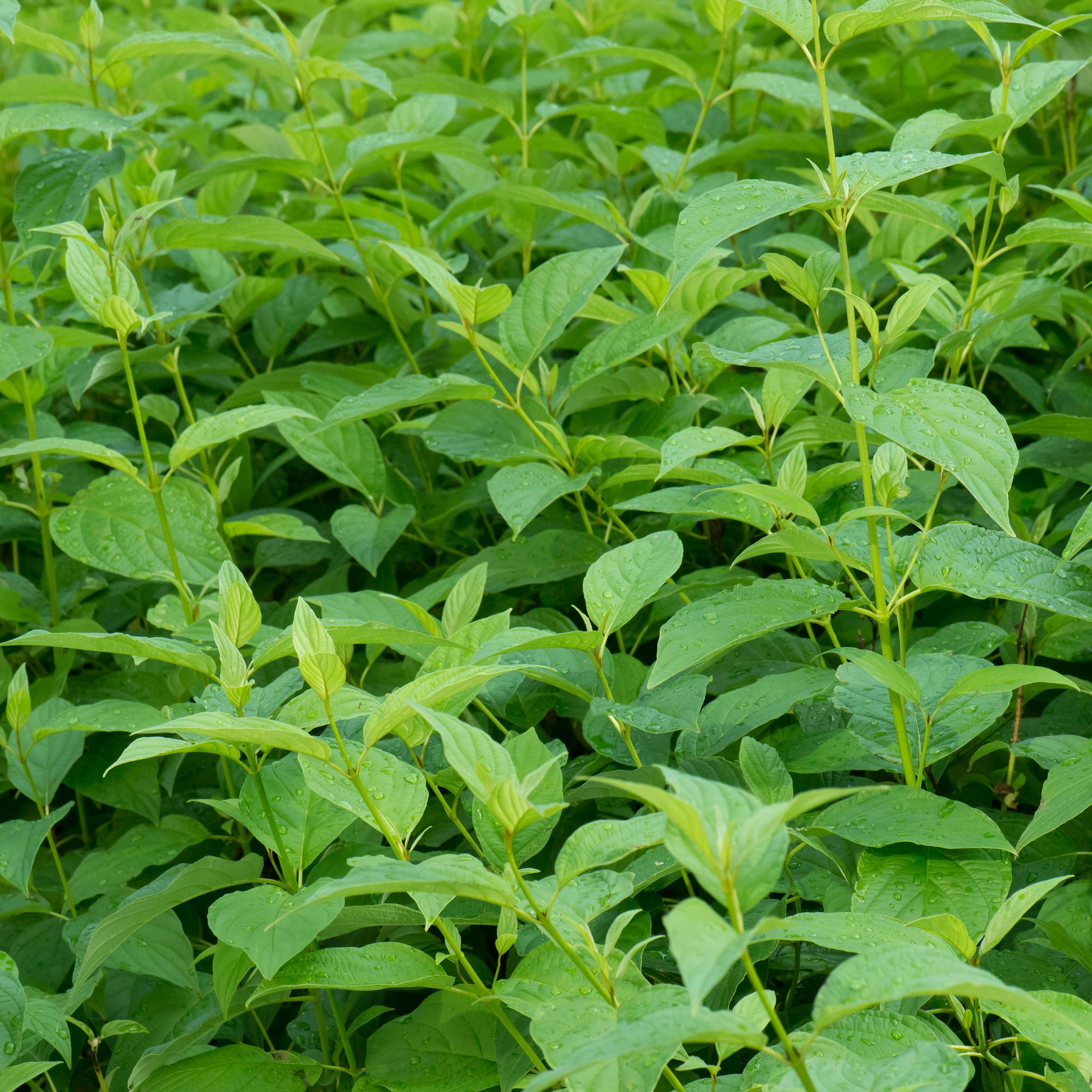 Cornus alba ‘Flaviramea’ – 1 Pflanze, grüne Zweige, Topf 17 cm, 45 cm Höhe - Green Guardia - Ihr Experte für Schädlinge und Pflanzen