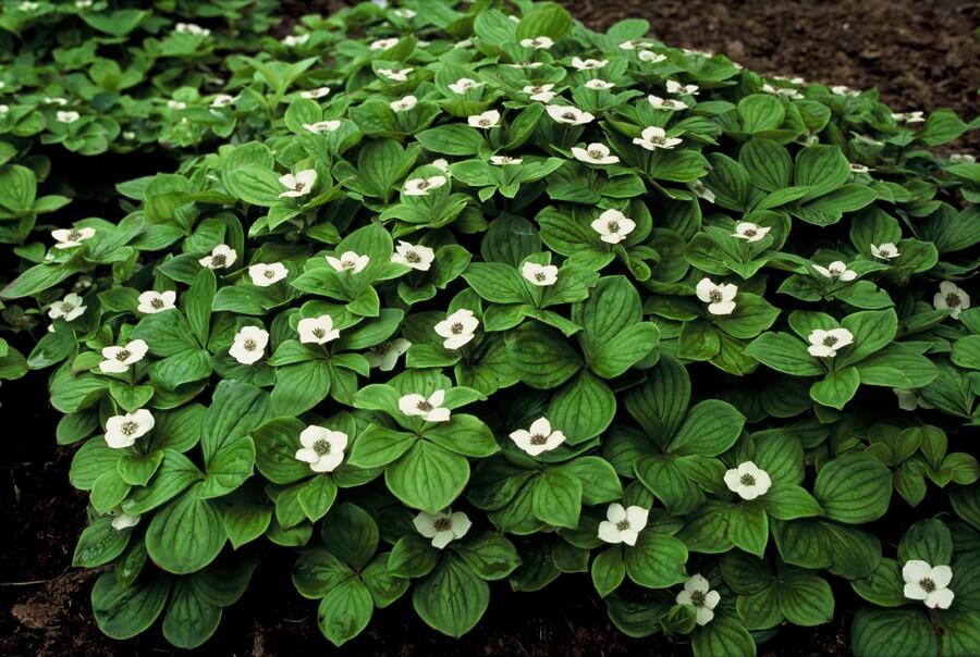 Cornus canadensis – Bodendeckender Hartriegel, 9 cm Topf, 10–25 cm - Green Guardia - Ihr Experte für Schädlinge und Pflanzen