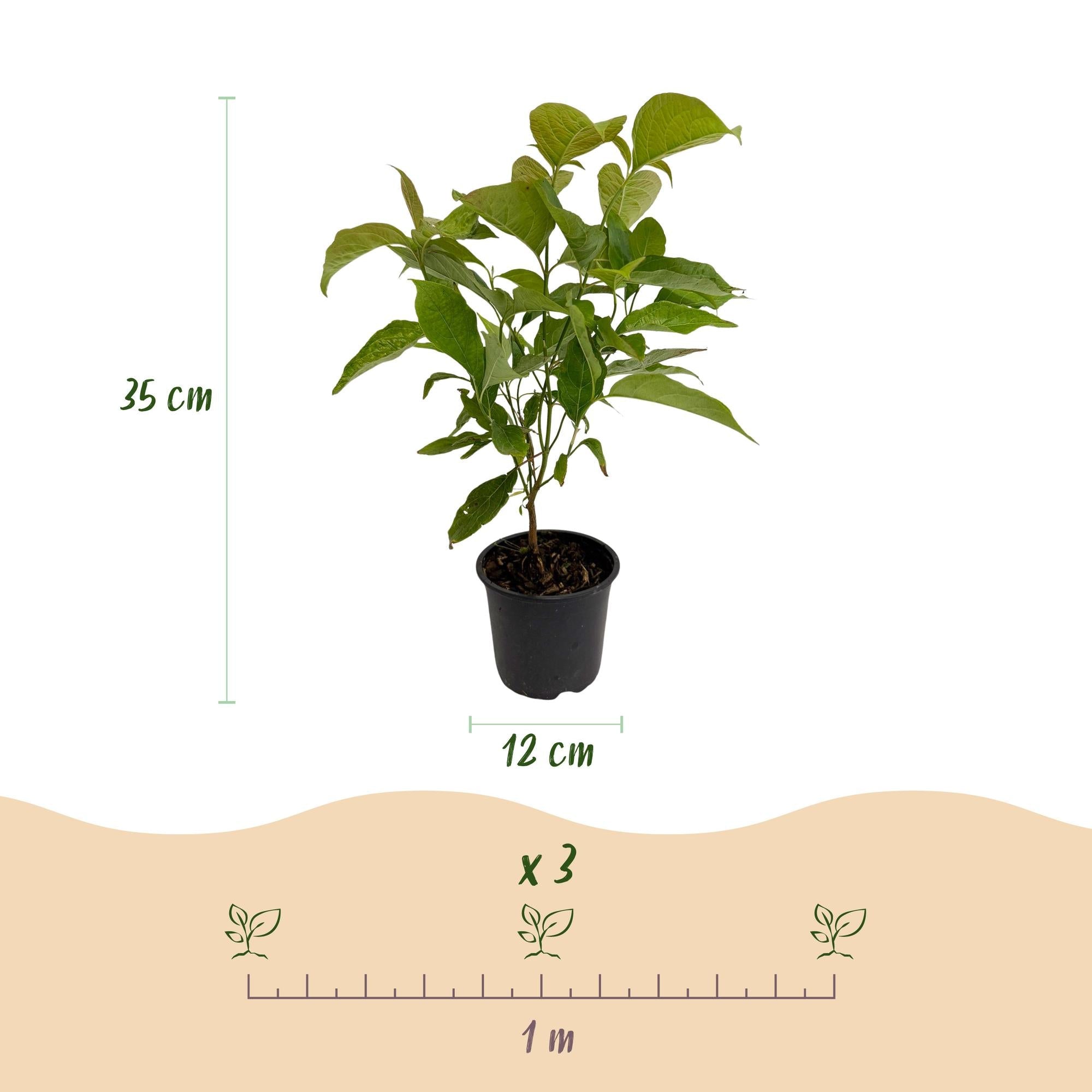 Cornus mas – laubabwerfend & pflegeleicht – gelbe Blüte – 12 cm Topf, ca. 35 cm hoch - Green Guardia - Ihr Experte für Schädlinge und Pflanzen