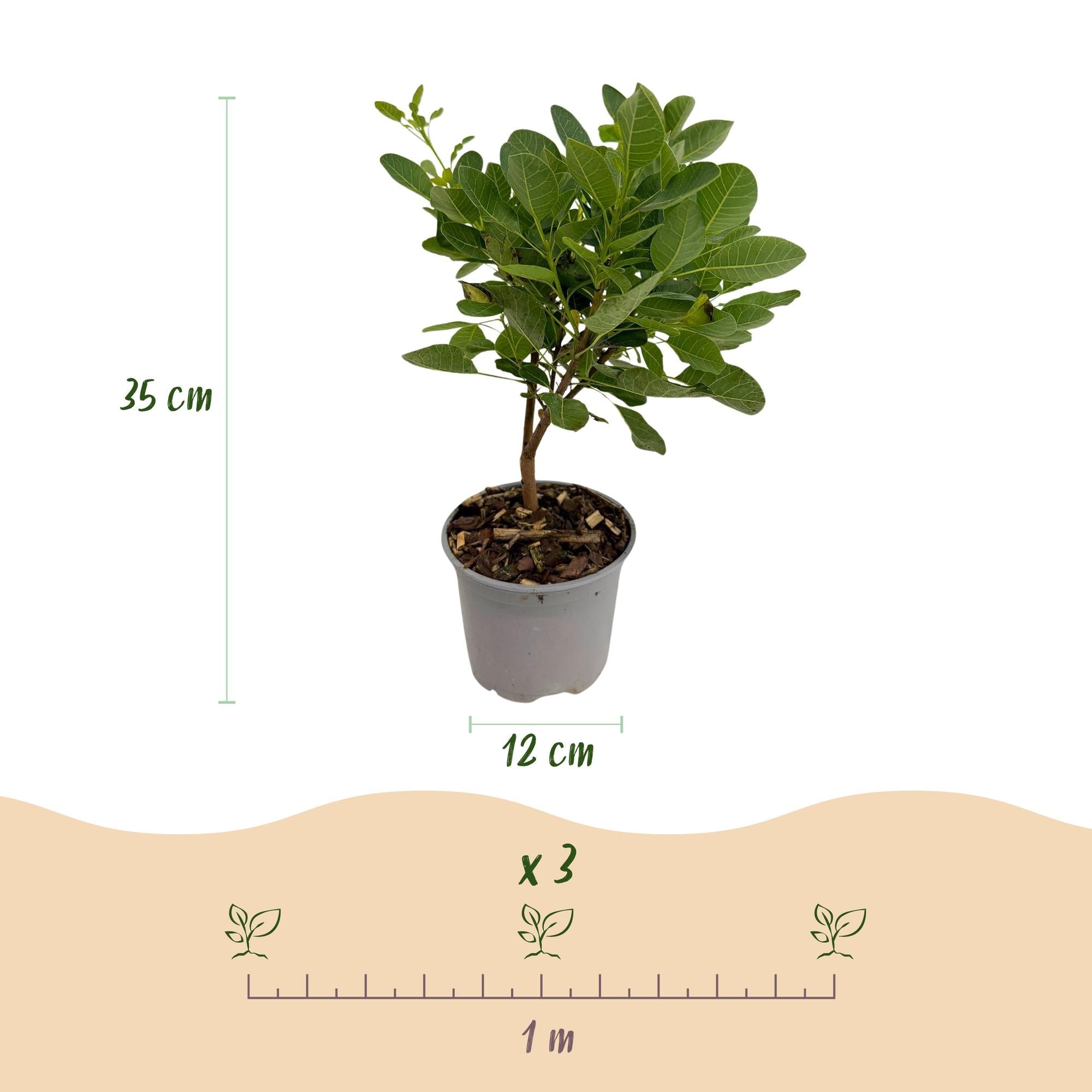 Cotinus coggyria ‘Young Lady’ – laubabwerfend & pflegeleicht – grün – 12 cm Topf, ca. 35 cm hoch - Green Guardia - Ihr Experte für Schädlinge und Pflanzen