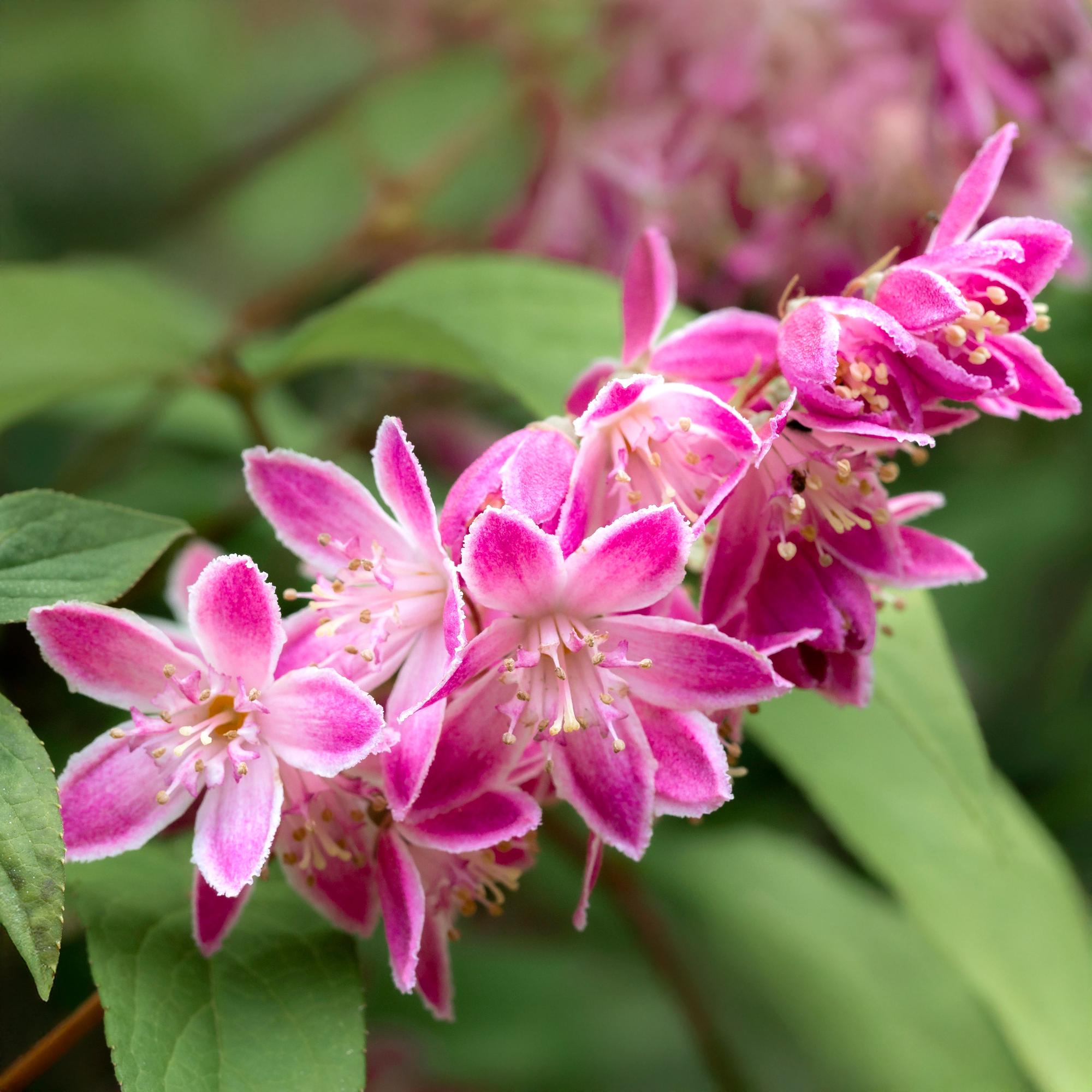Deutzia ‘Strawberry Fields’ – Zierstrauch mit rosa Blüten, 17 cm Topf, 45 cm Höhe - Green Guardia - Ihr Experte für Schädlinge und Pflanzen