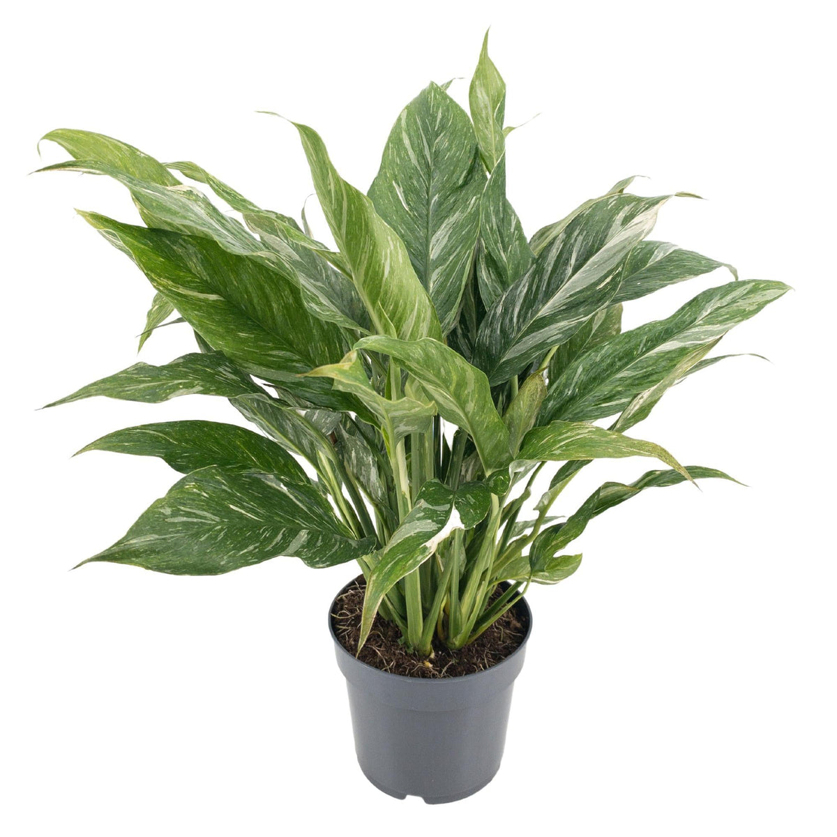 dieffenbachia variegata Dieffenbachia 'Diamond Variegata' – Dieffenbachia – doniczka 14 cm, wy