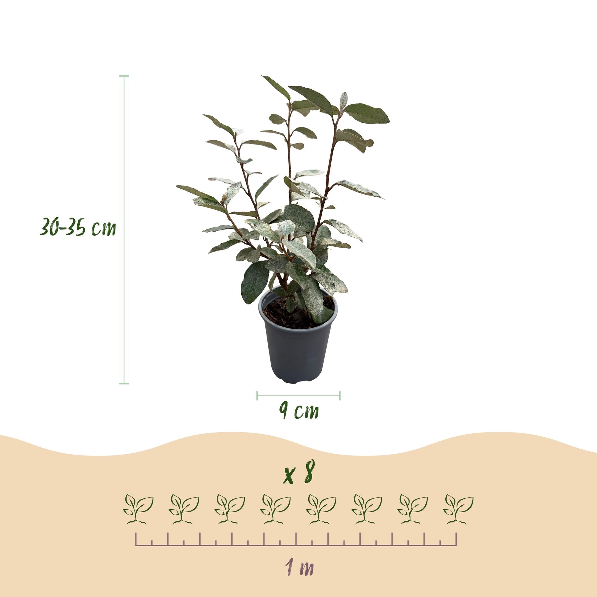 Elaeagnus ebbingei ‘Compacta’ – graugrünes Blatt – 8 Pflanzen – ca. 1 laufender Meter – immergrün – 9 cm Topf, 30–35 cm hoch - Green Guardia - Ihr Experte für Schädlinge und Pflanzen