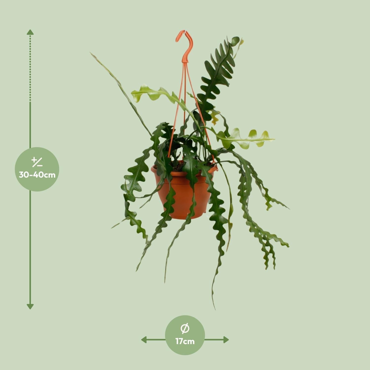 Epiphyllum Anguliger – Zickzackkaktus - 14 - 17 cm Topf, 35cm hoch - Green Guardia - Ihr Experte für Schädlinge und Pflanzen