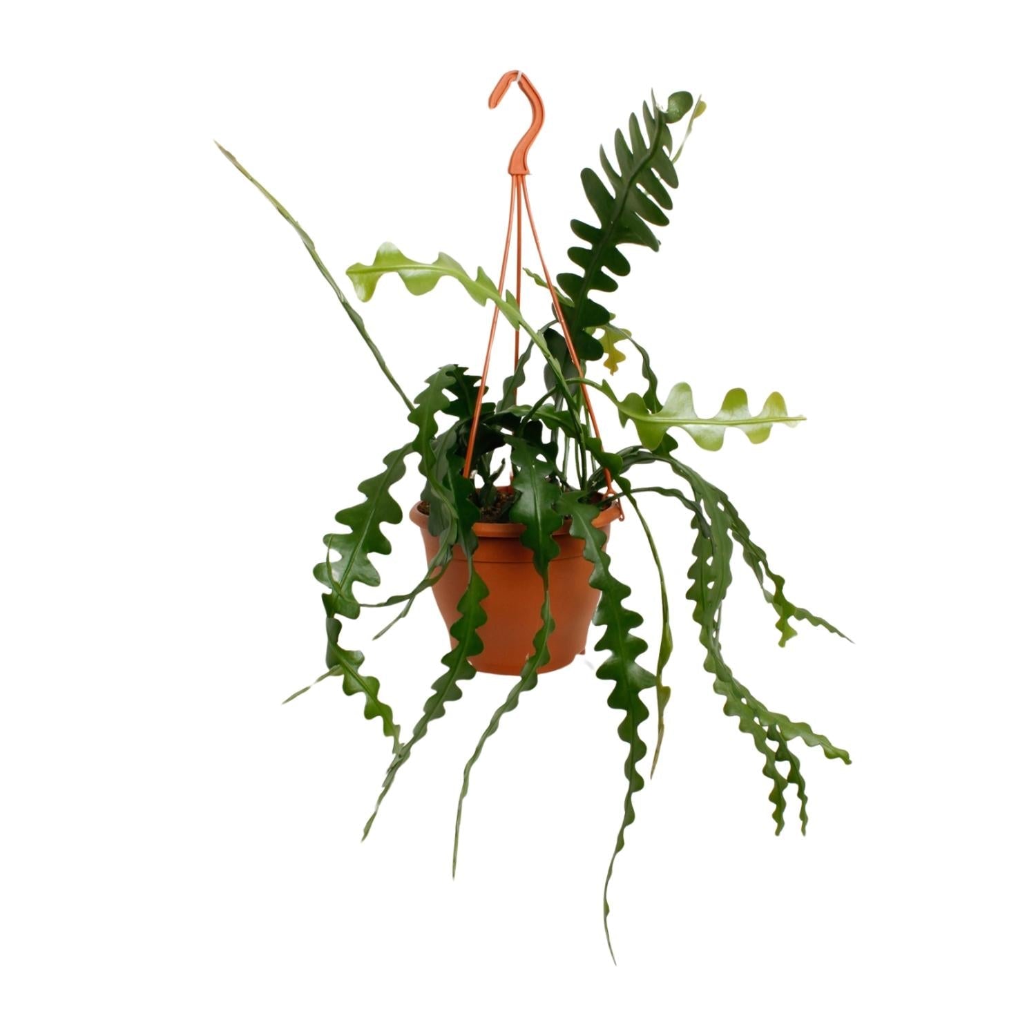 Epiphyllum Anguliger – Zickzackkaktus - 14 - 17 cm Topf, 35cm hoch - Green Guardia - Ihr Experte für Schädlinge und Pflanzen