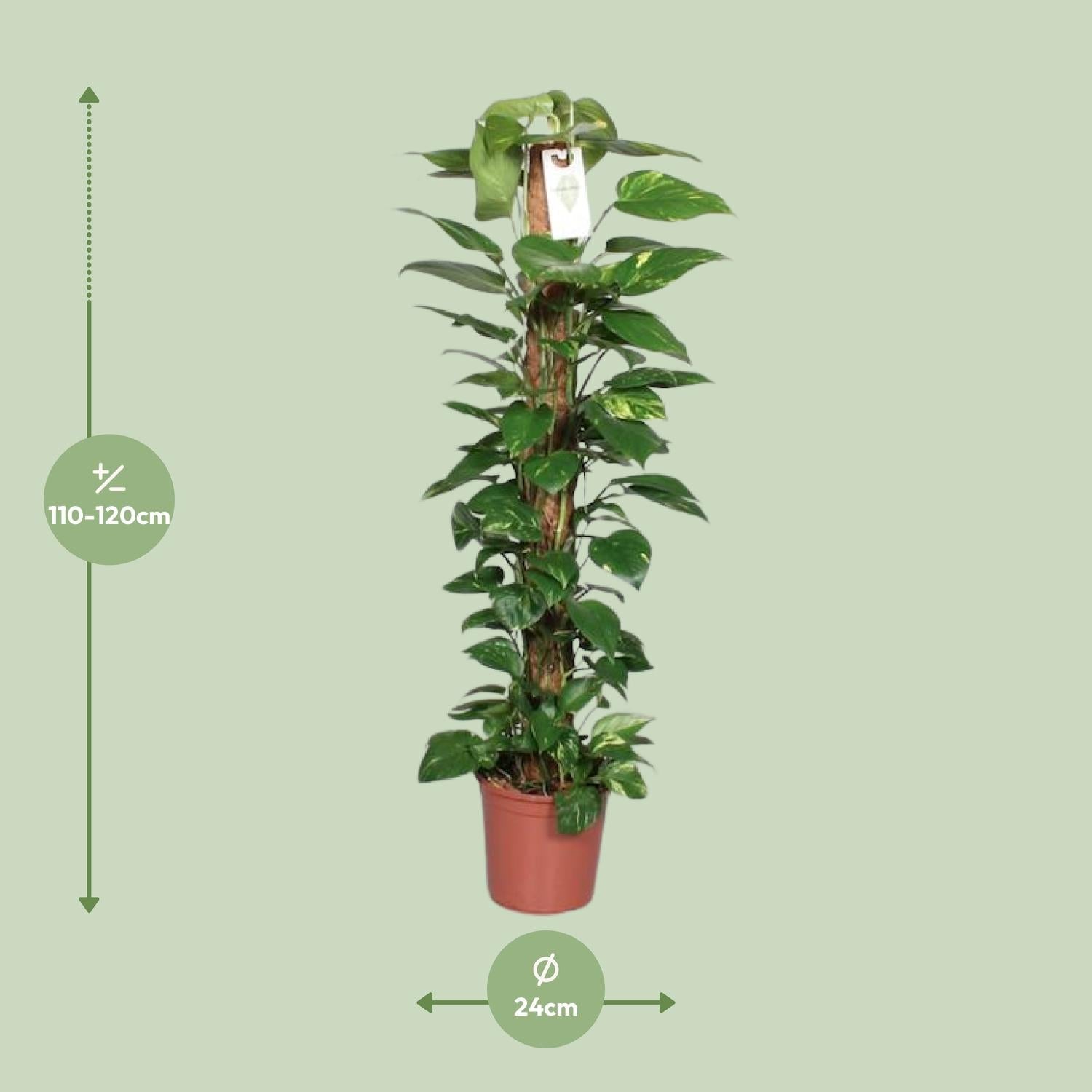 Epipremnum Pinnatum – Ivy on a moss stick
