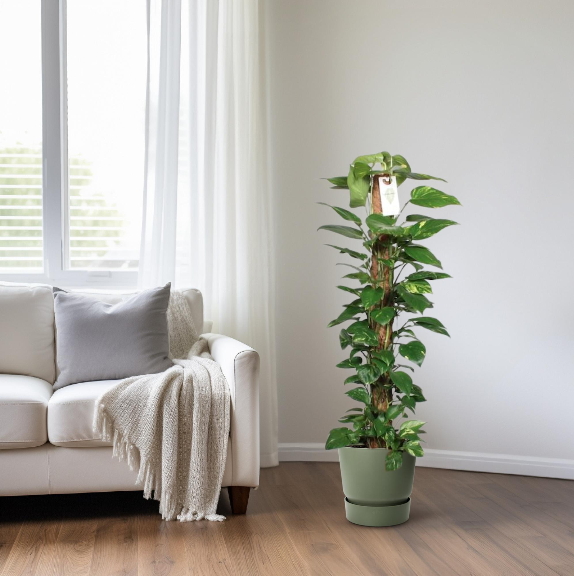 Epipremnum Pinnatum – Efeutute am Moosstab - 60 - 120 cm - Green Guardia - Ihr Experte für Schädlinge und Pflanzen