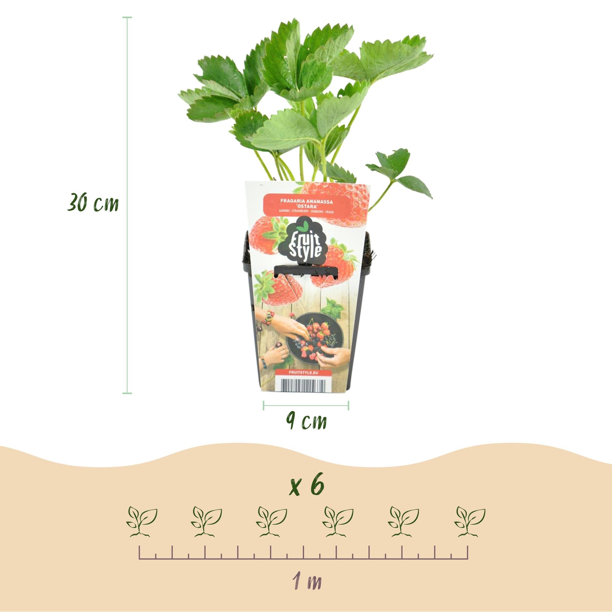 Erdbeere – Fragaria ‘Elvira’ – winterhart – rote Erdbeeren – 3 - 6 Pflanzen – 9 cm Topf - Green Guardia - Ihr Experte für Schädlinge und Pflanzen