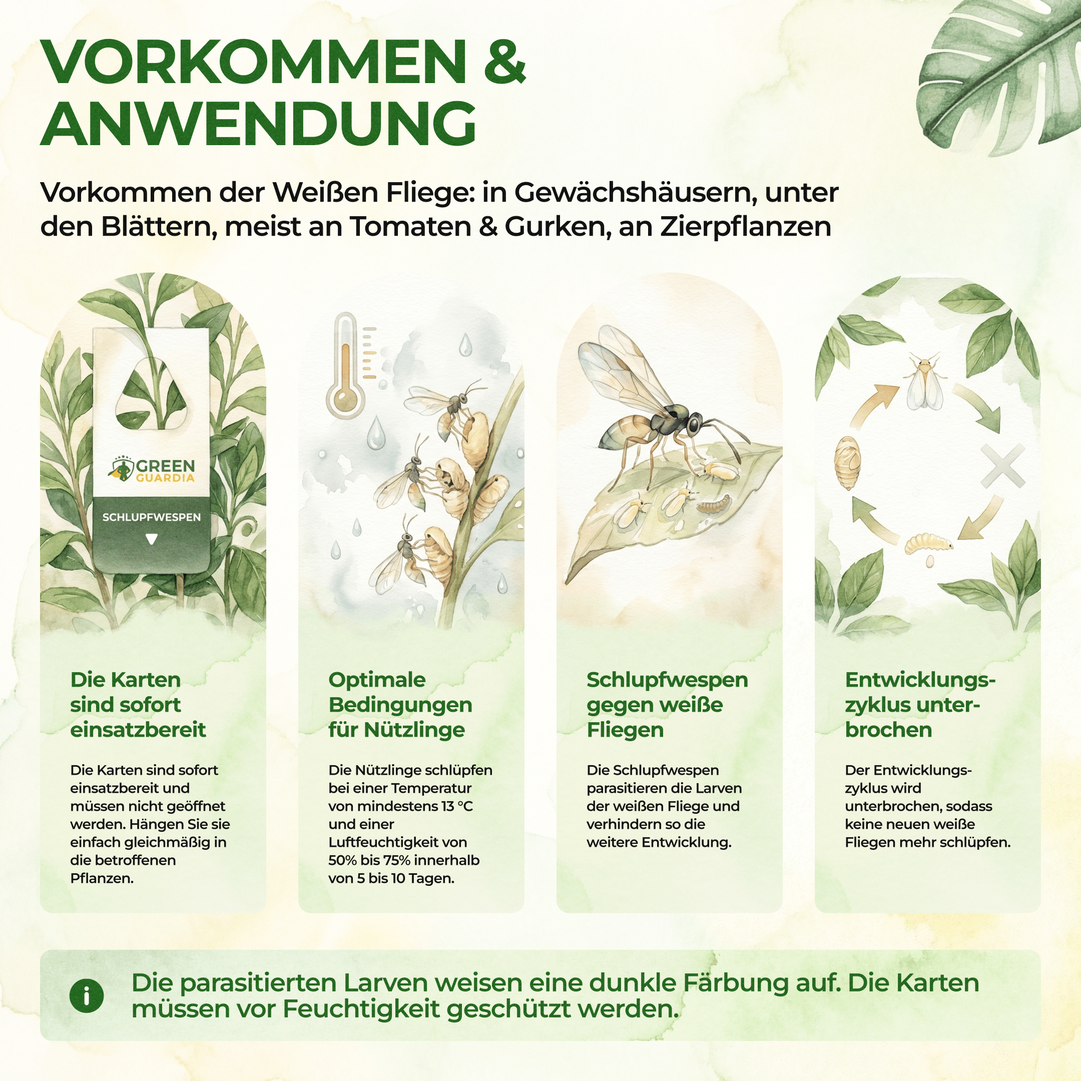 Eretmocerus - Schlupfwespen gegen Weiße - & Tabak Fliegen - Green Guardia - Ihr Experte für Schädlinge und Pflanzen