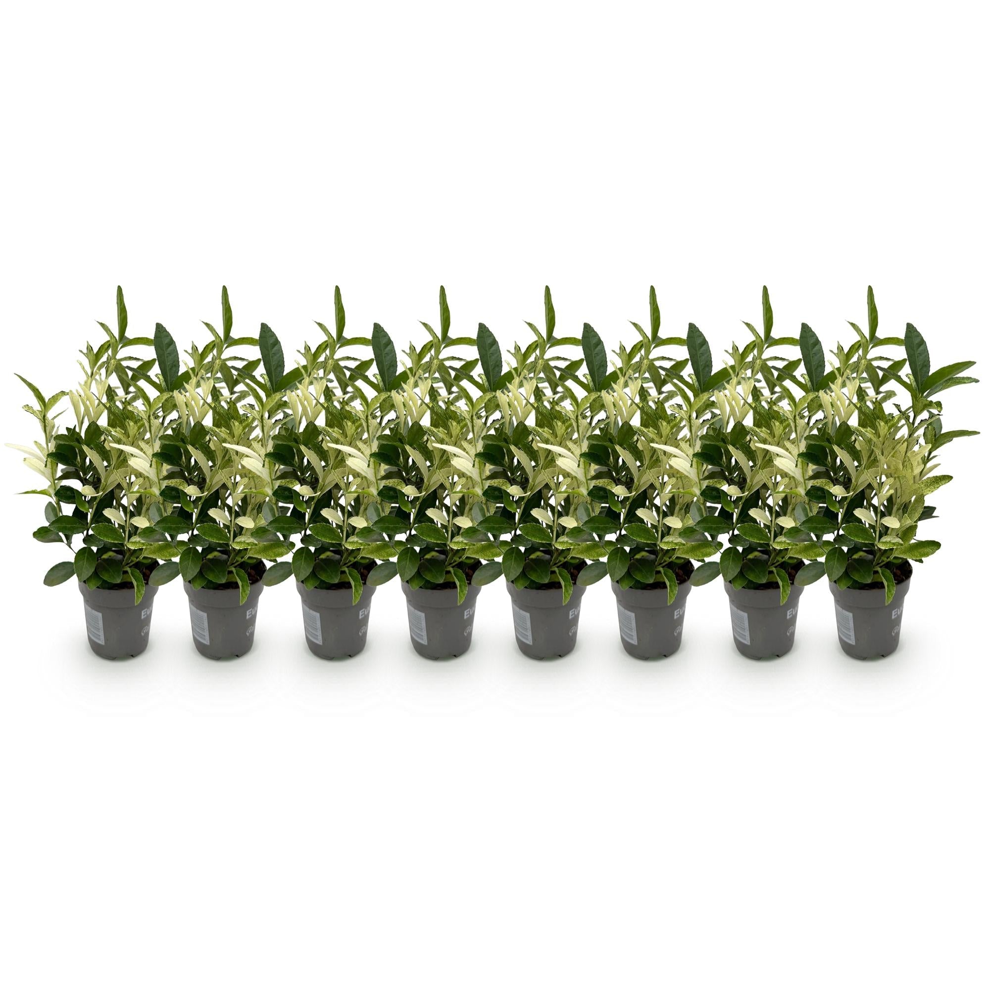 Euonymus japonica ‘Paloma Blanca’ – grün - weißes Blatt – 8 Pflanzen – ca. 1 laufender Meter – immergrün – 9 cm Topf, 30–35 cm hoch - Green Guardia - Ihr Experte für Schädlinge und Pflanzen