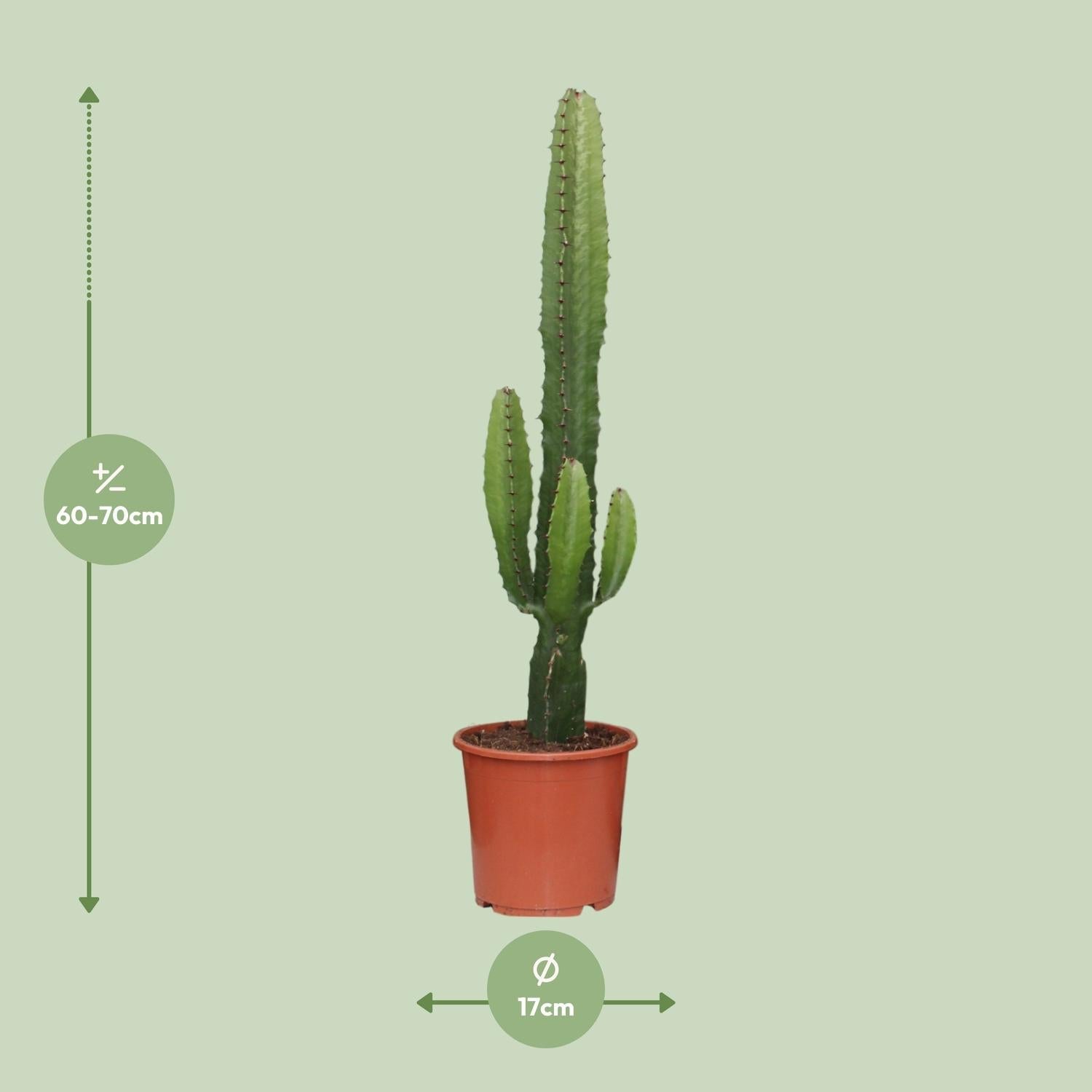 Euphorbia Acrurensis – Wüstenkerze - 50 - 60 cm - Green Guardia - Ihr Experte für Schädlinge und Pflanzen