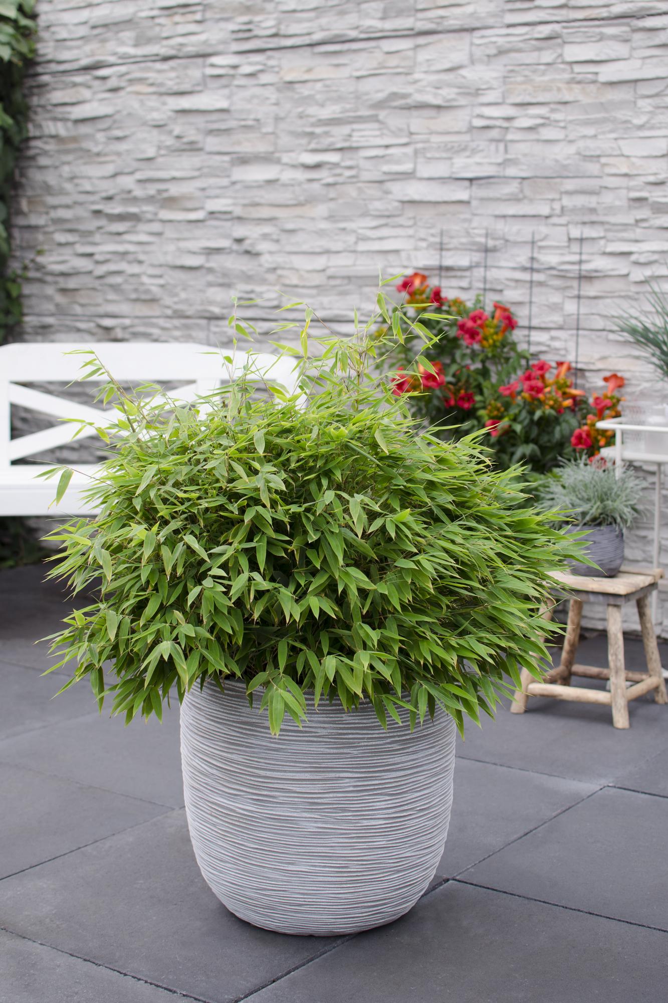 Fargesia ‘Moontears’® Boobux – kompakter Gartenbambus, 29 cm Topf, 70 cm Höhe - Green Guardia - Ihr Experte für Schädlinge und Pflanzen