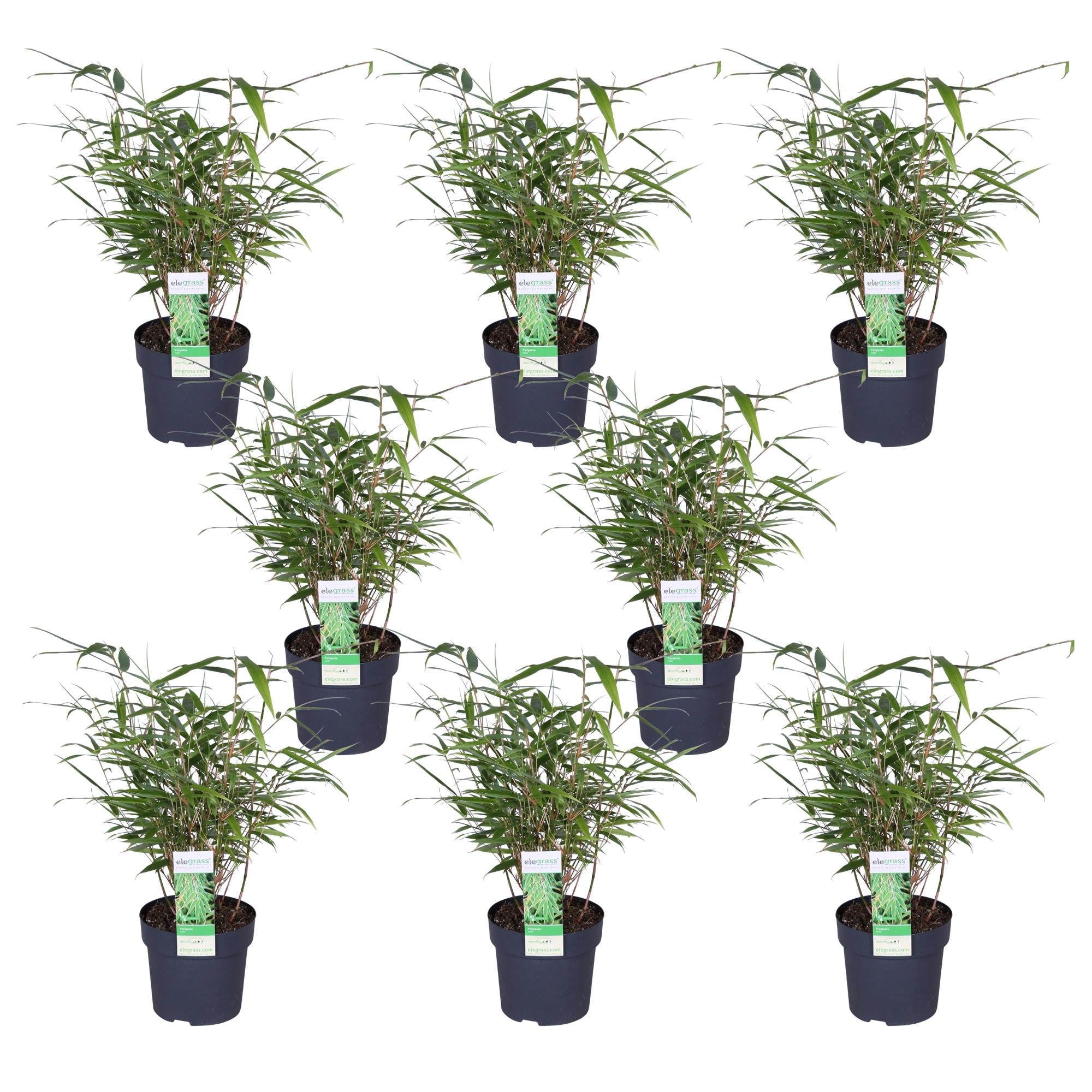 Fargesia rufa – horstbildender Gartenbambus in verschiedenen Höhen - Green Guardia - Ihr Experte für Schädlinge und Pflanzen