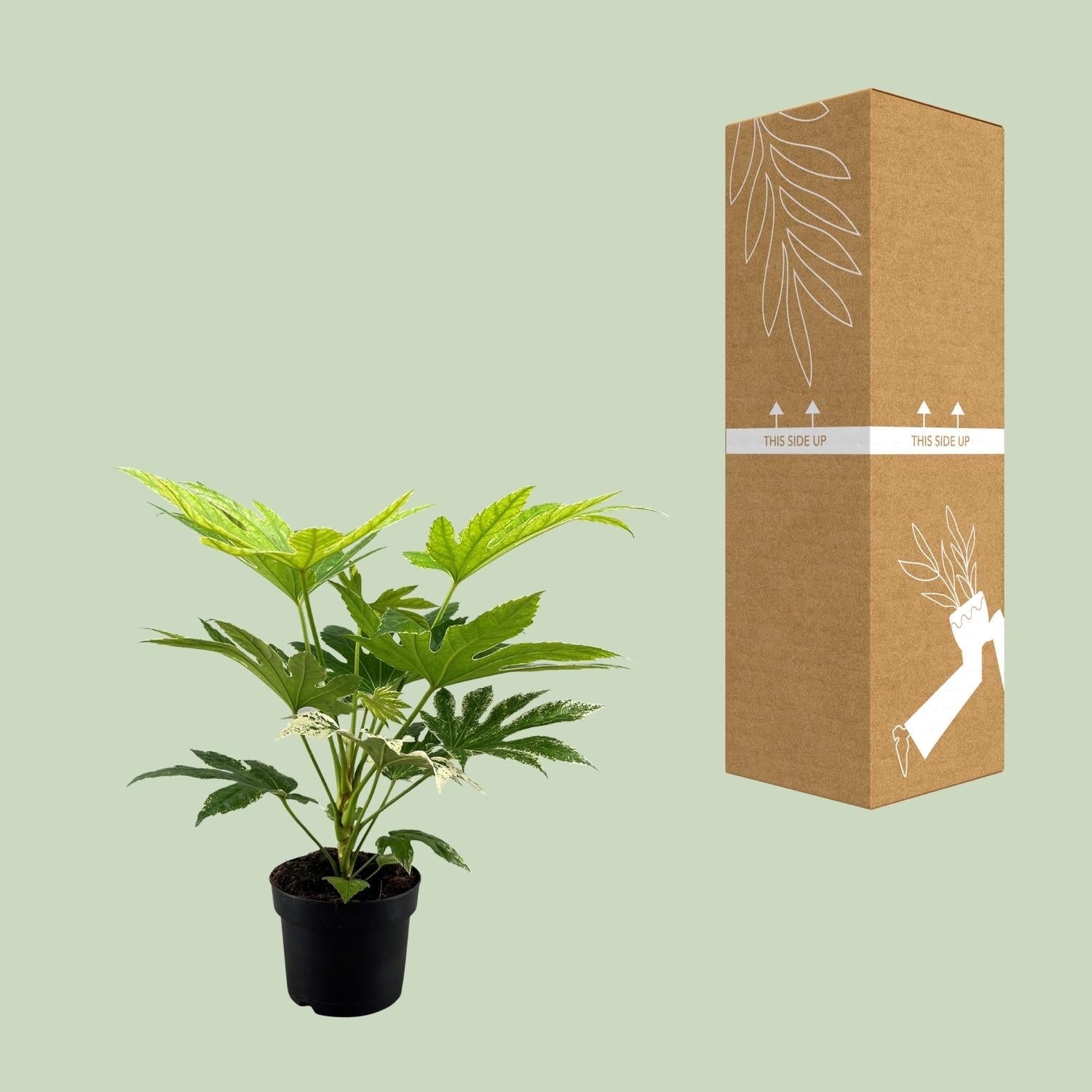 Fatsia japonica ‘Spider Web’ – Zimmeraralie – 17 cm Topf, 50 cm hoch - Green Guardia - Ihr Experte für Schädlinge und Pflanzen
