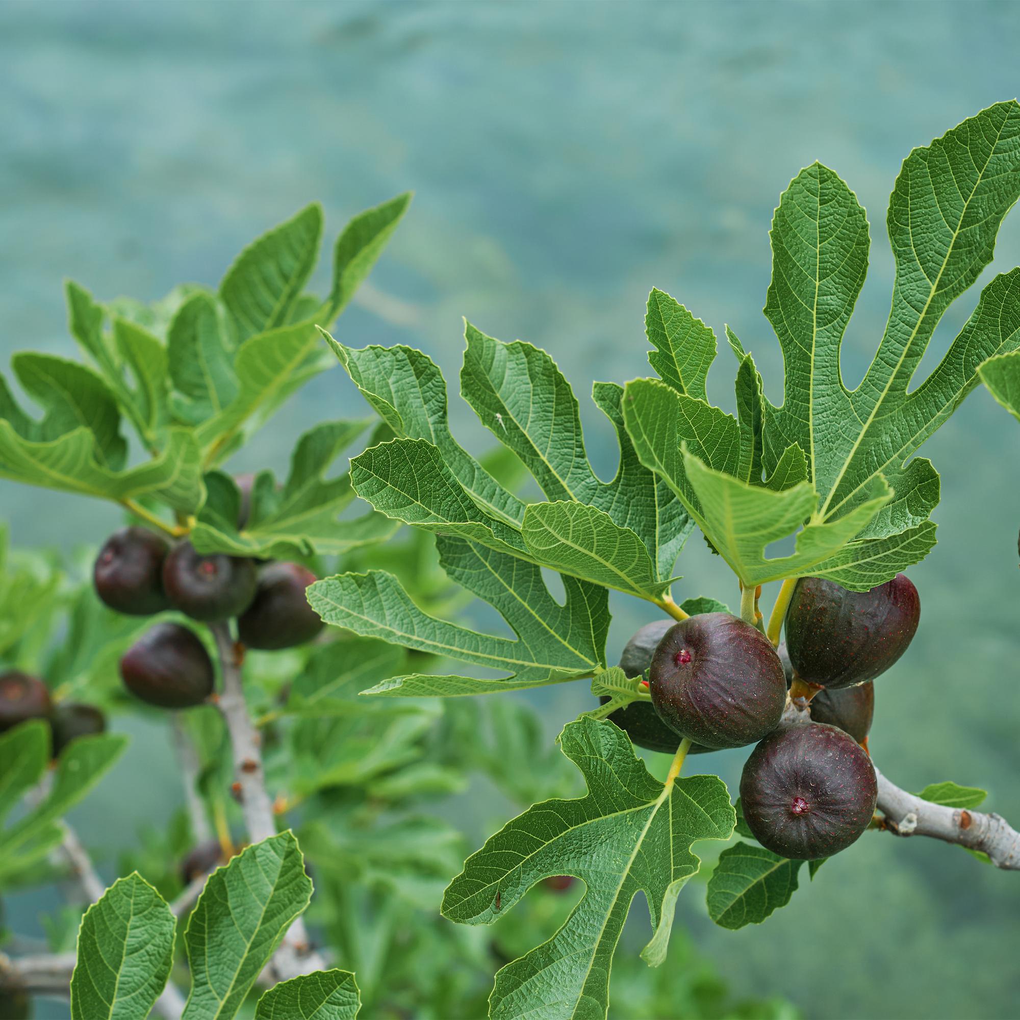 Feigenbaum „Brown Turkey“ (Ficus carica) – 19cm Topf, 90 cm hoch - Green Guardia - Ihr Experte für Schädlinge und Pflanzen