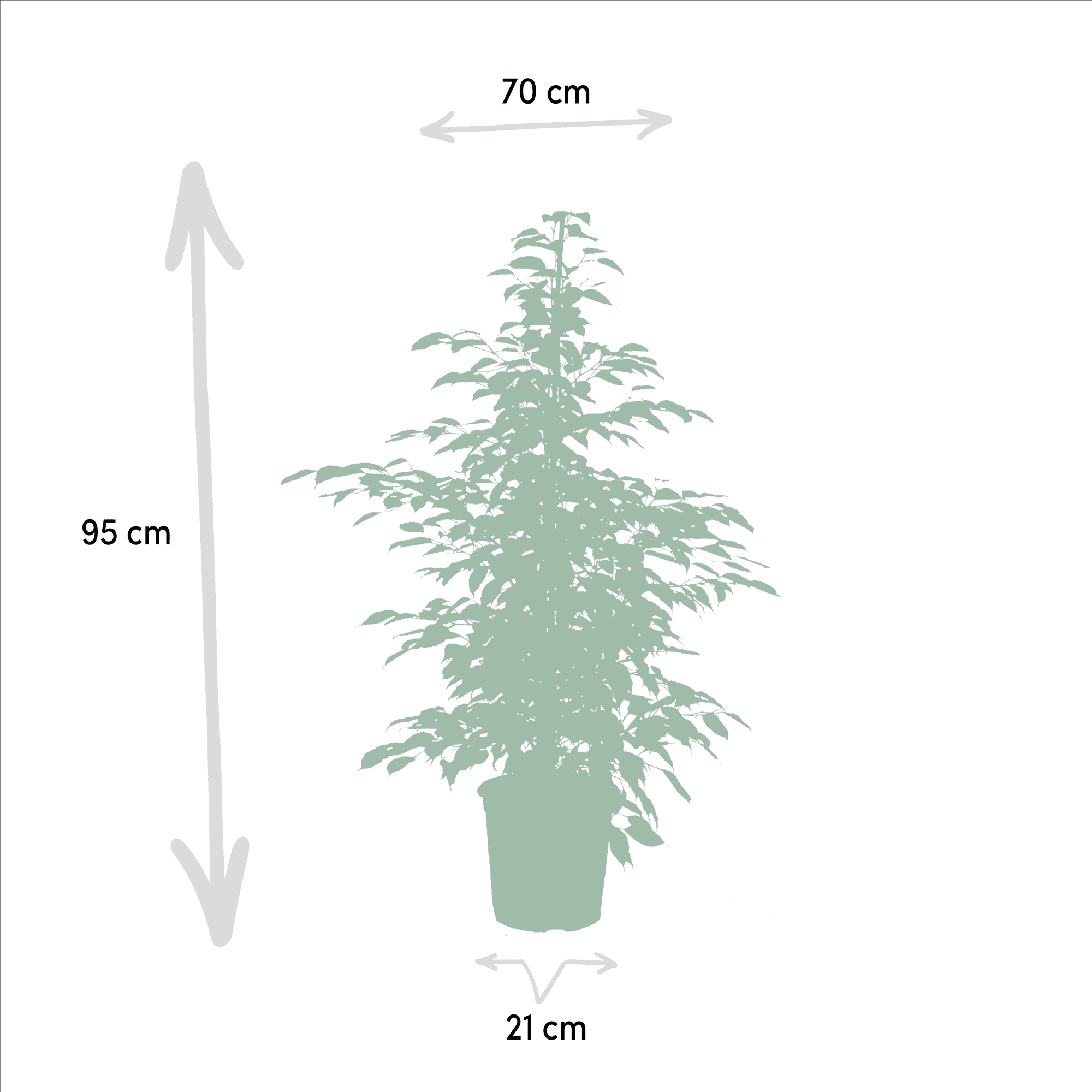 Ficus benjamina ‘Danielle’, Ficus benjamina ‘Twilight’ & Ficus microcarpa ‘Moclame’ – 3 Pflanzen – 21 cm Topf, ca. 95 cm hoch - Green Guardia - Ihr Experte für Schädlinge und Pflanzen