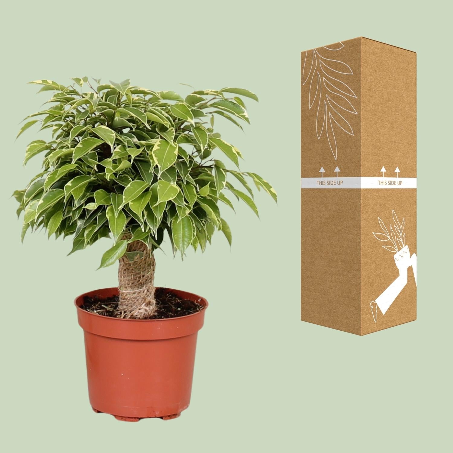 birkenfeige ficus benjamini kaufen Ficus benjamina 'Kinky' – Figowiec płaczący – doniczka 12 cm, wysokość